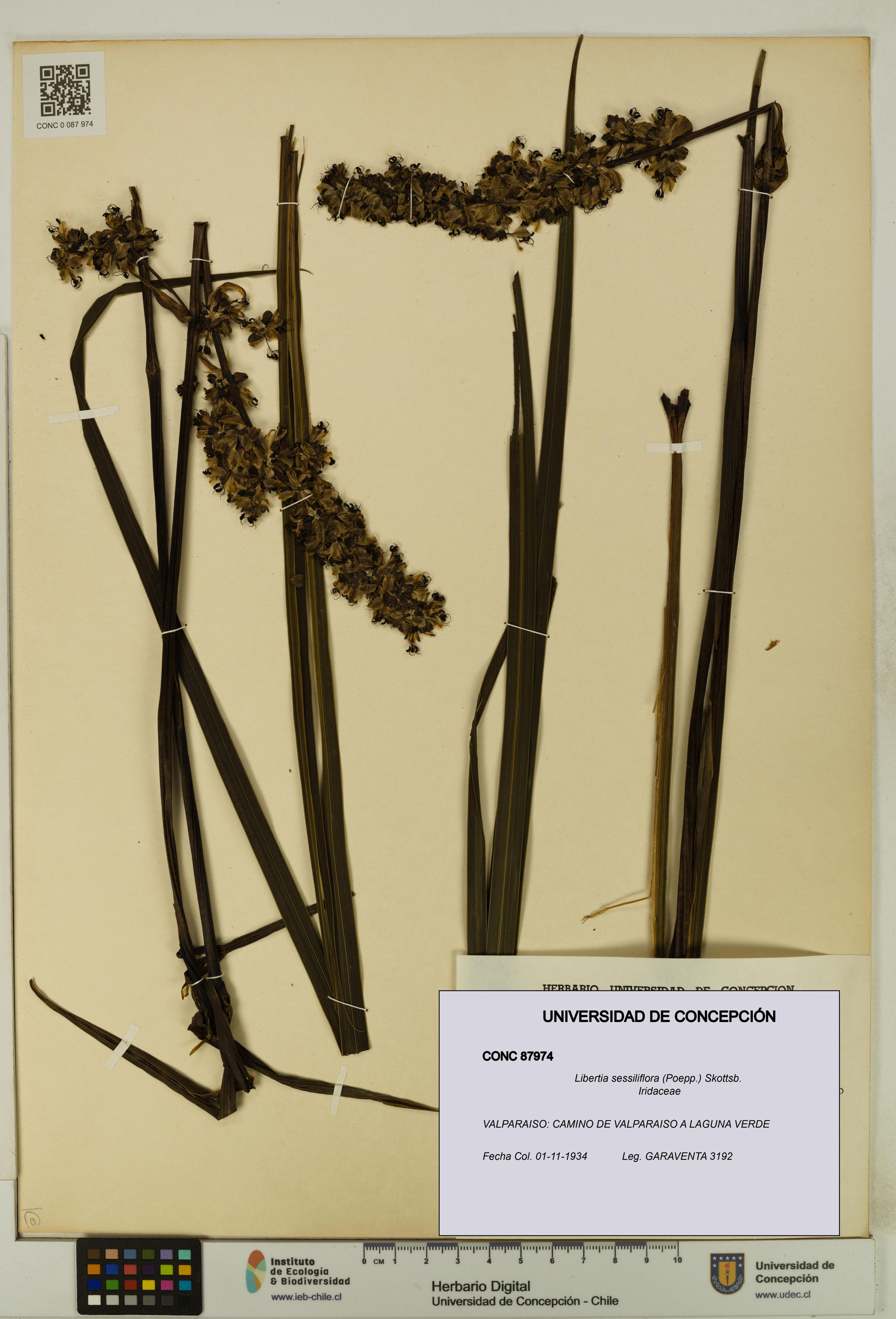 Libertia sessiliflora [Espécimen: ]
