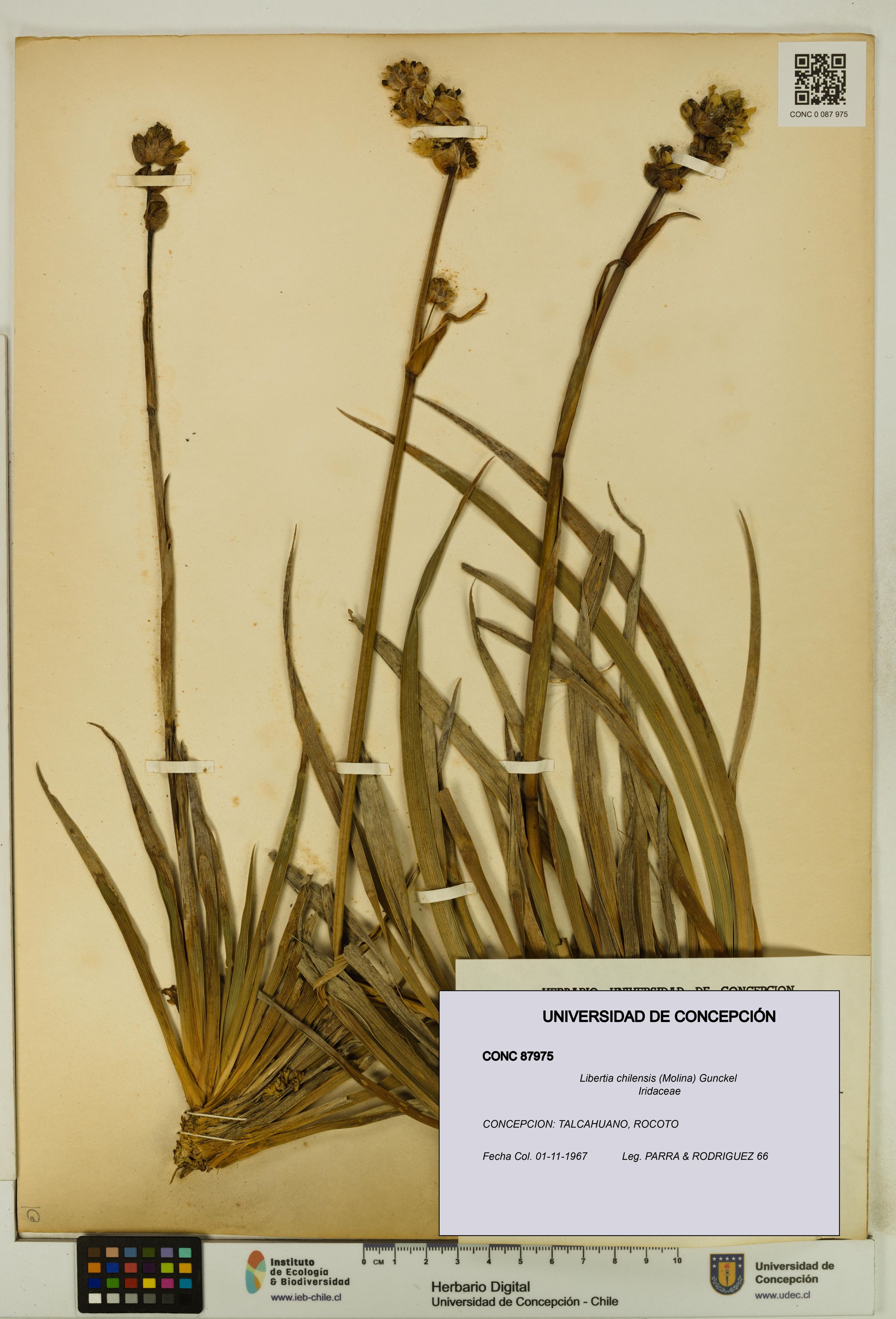Libertia chilensis [Espécimen: ]