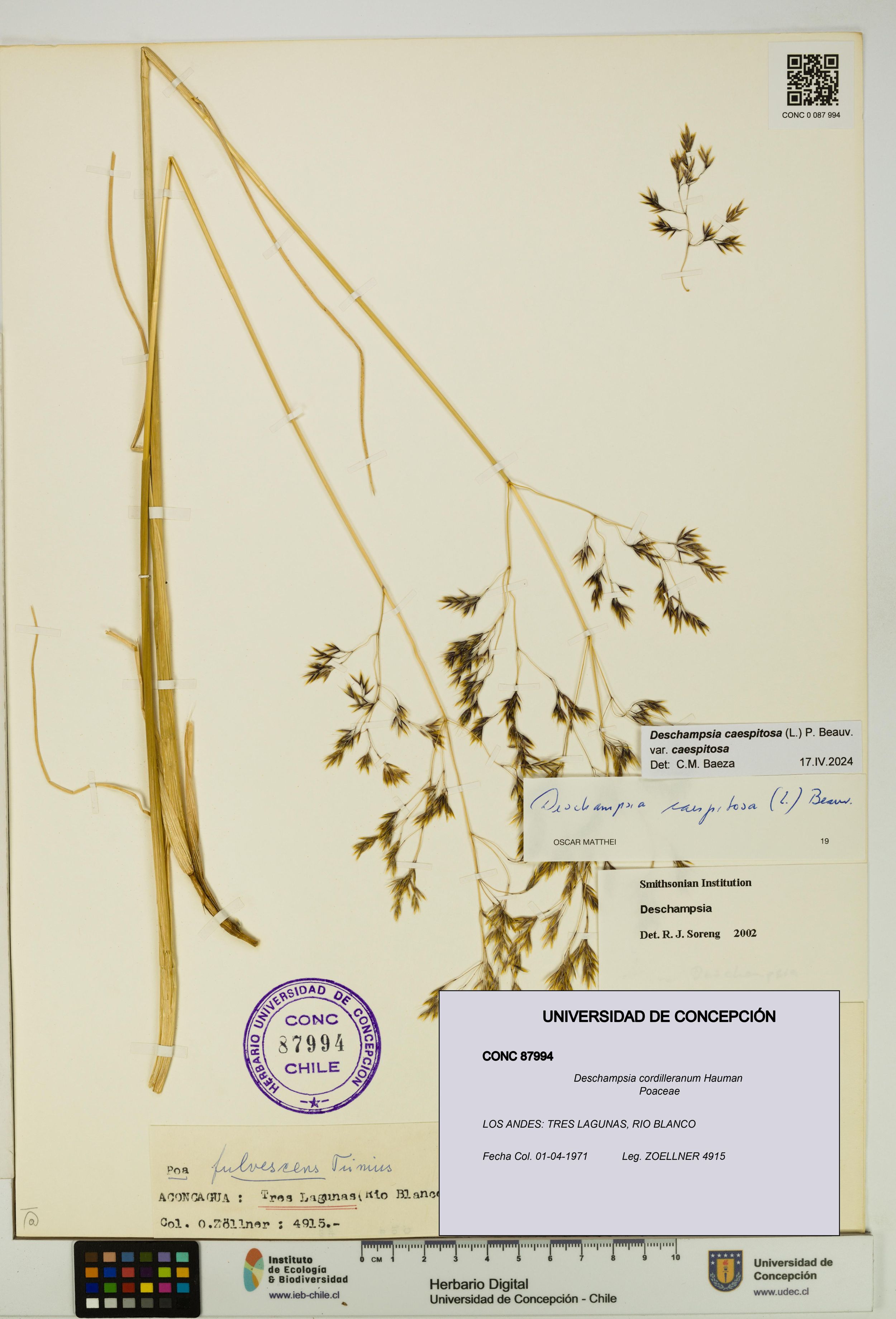 Deschampsia cordilleranum [Espécimen: ]