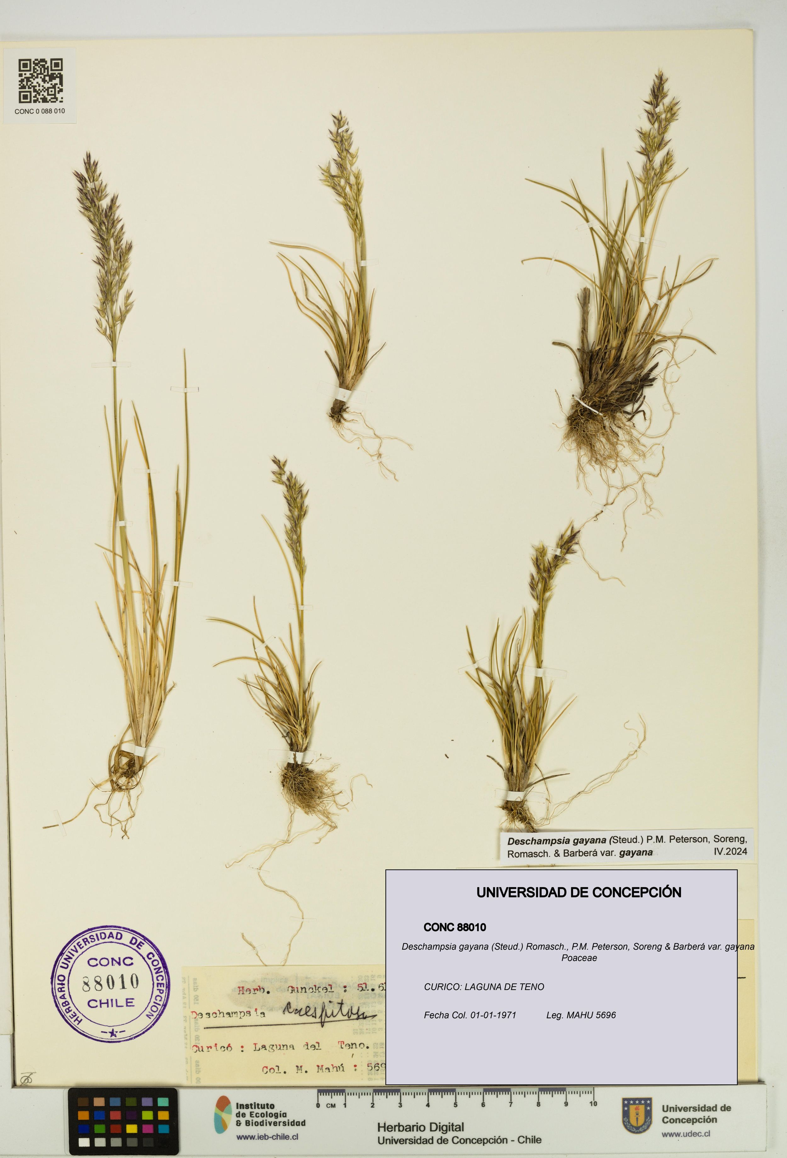 Deschampsia gayana var. gayana [Espécimen: ]