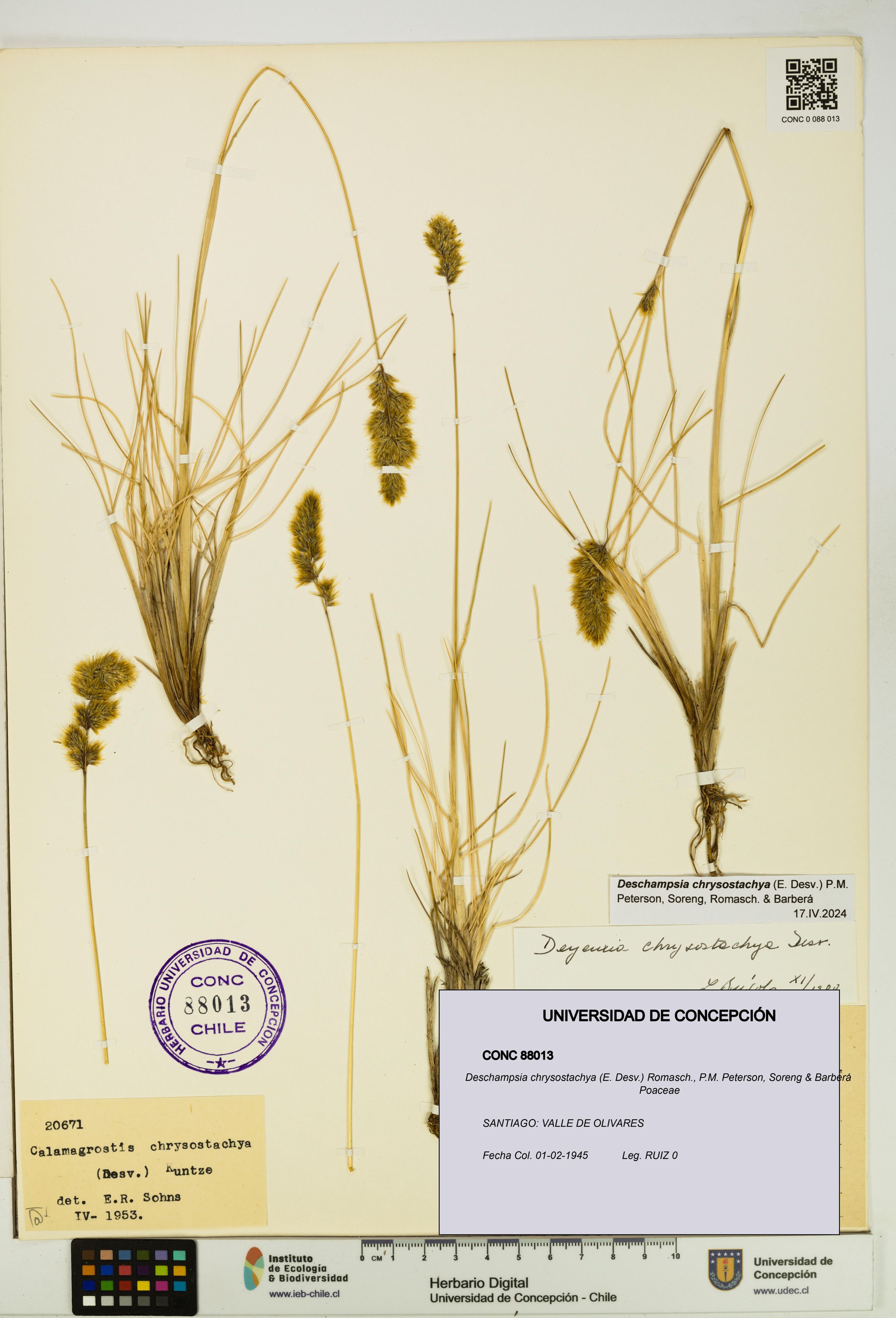 Deschampsia chrysostachya [Espécimen: ]