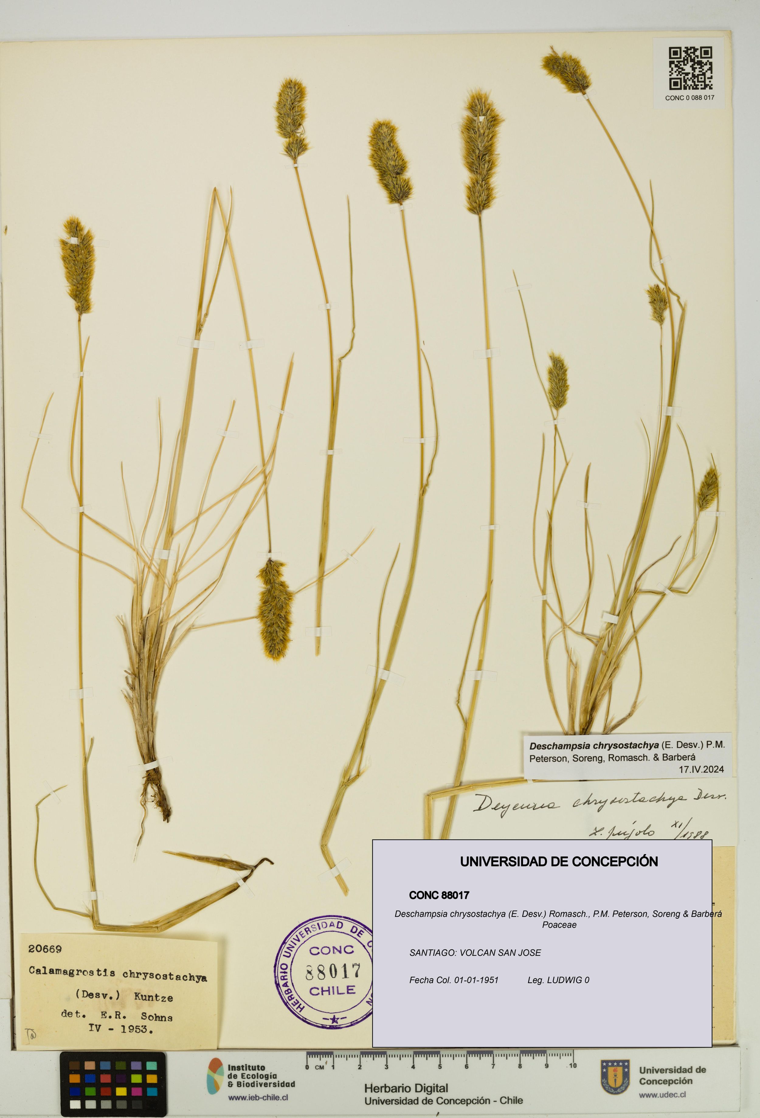 Deschampsia chrysostachya [Espécimen: ]