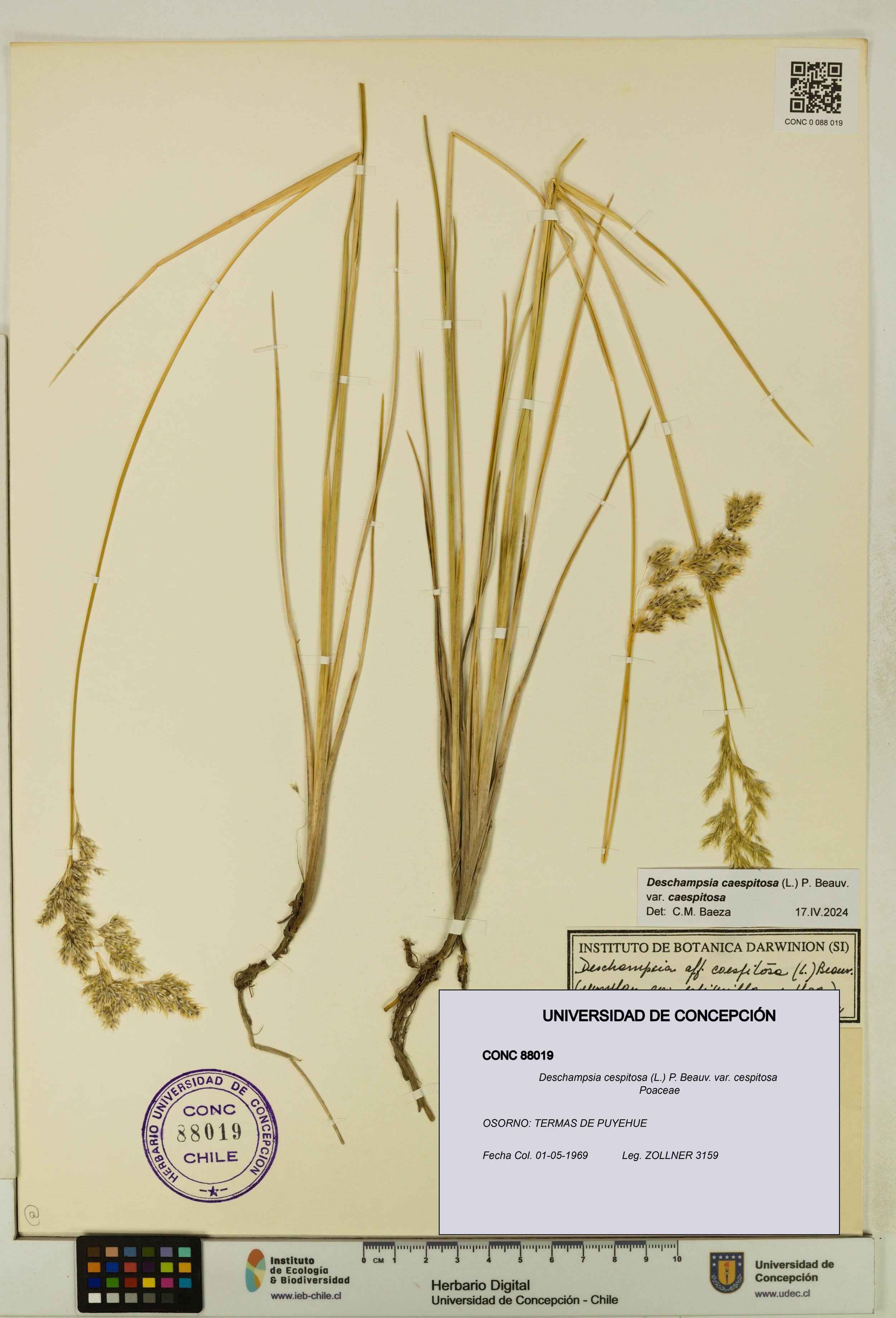 Deschampsia cespitosa var. cespitosa [Espécimen: ]