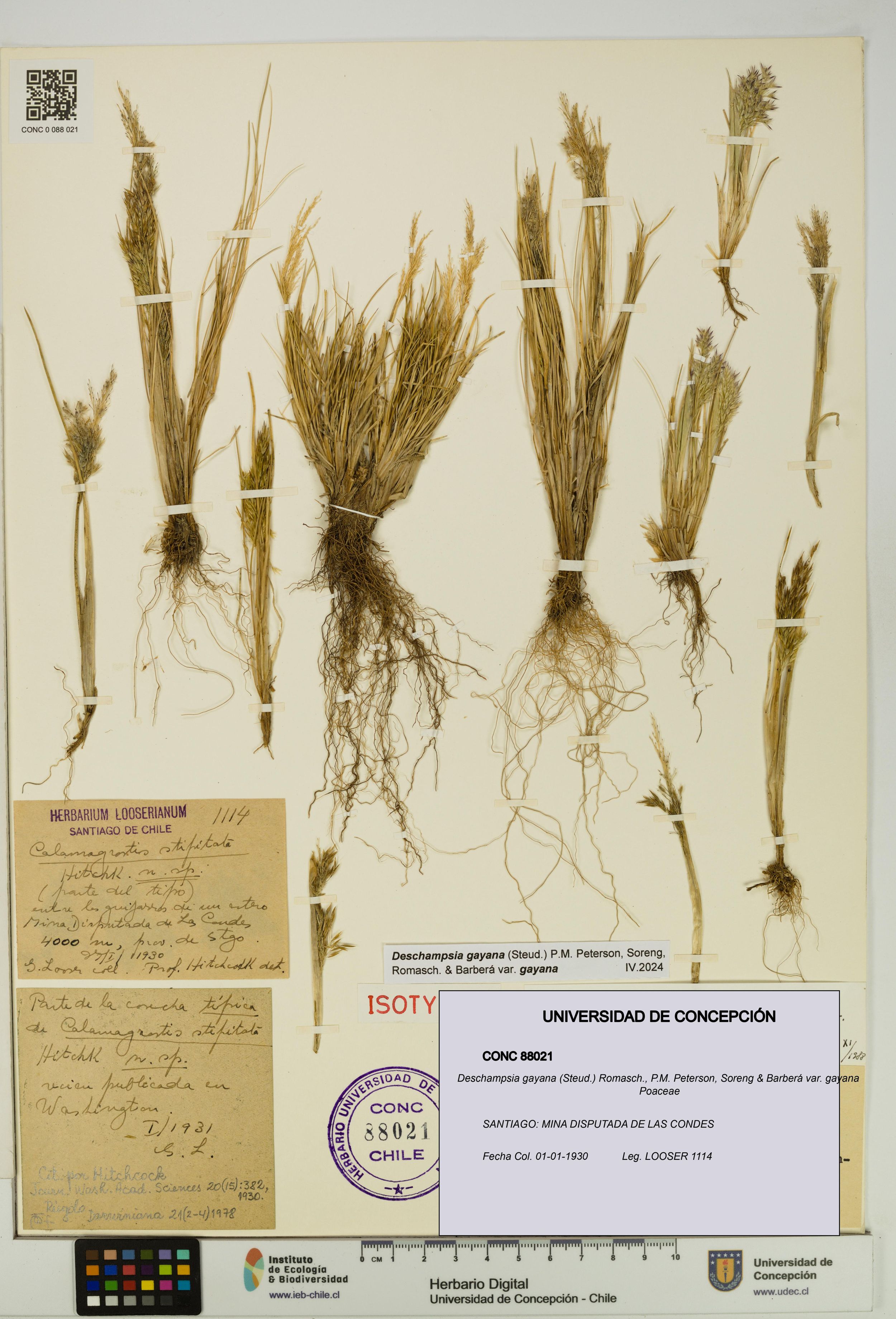 Deschampsia gayana var. gayana [Espécimen: ]