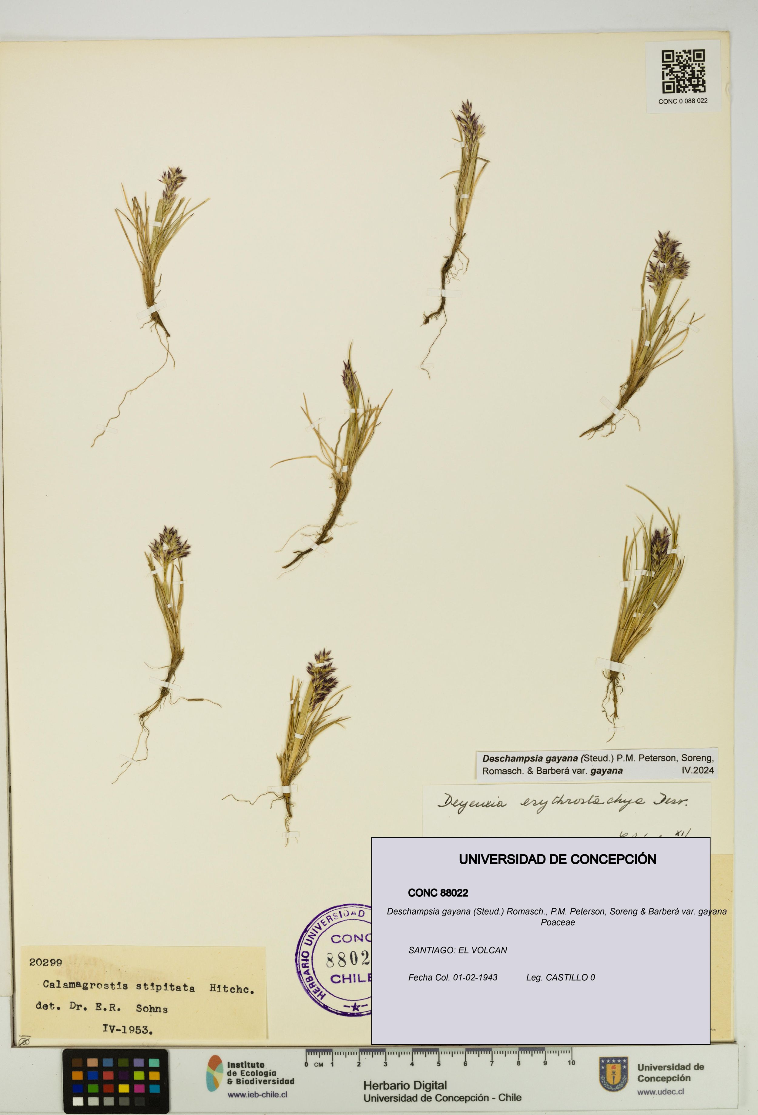 Deschampsia gayana var. gayana [Espécimen: ]