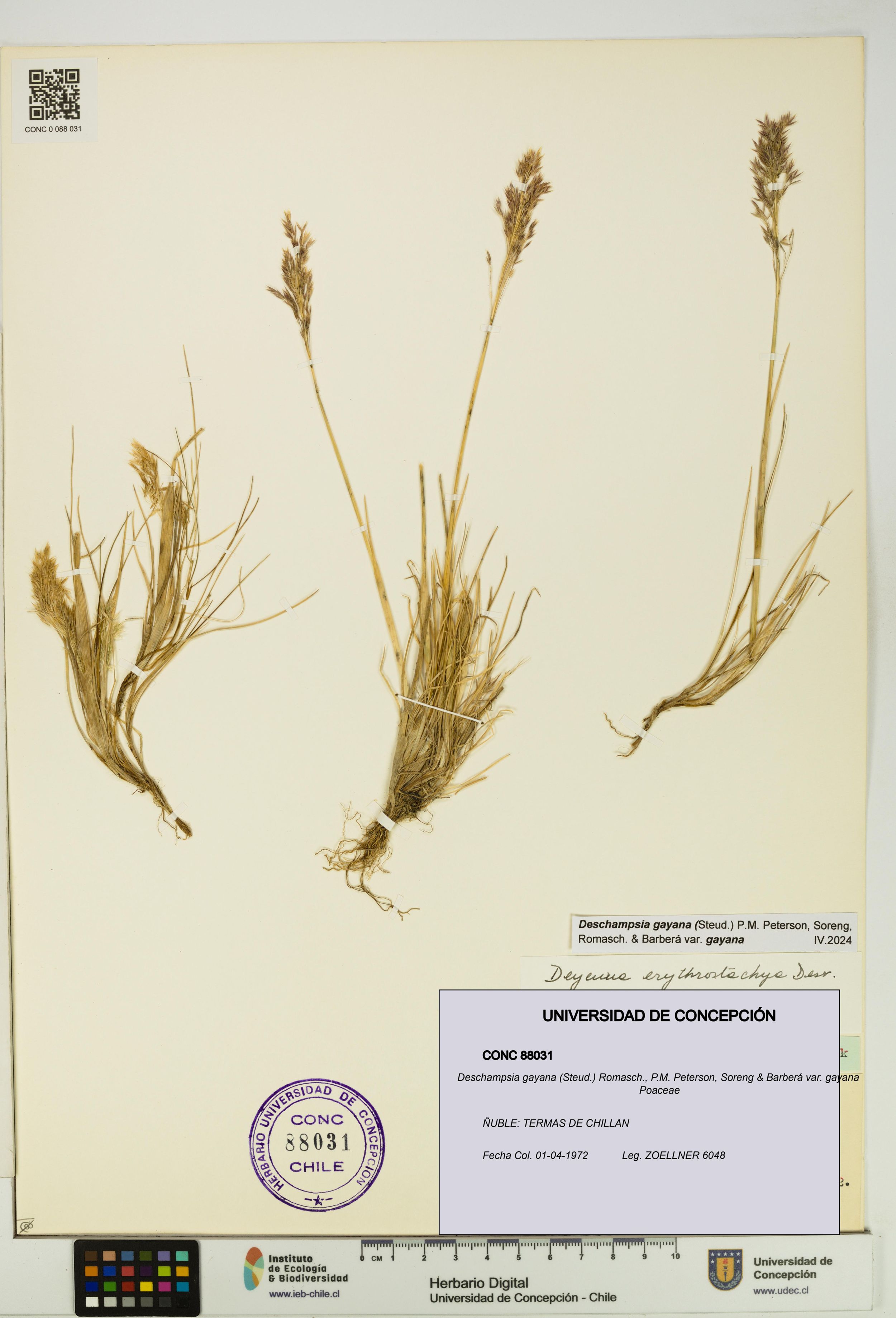 Deschampsia gayana var. gayana [Espécimen: ]