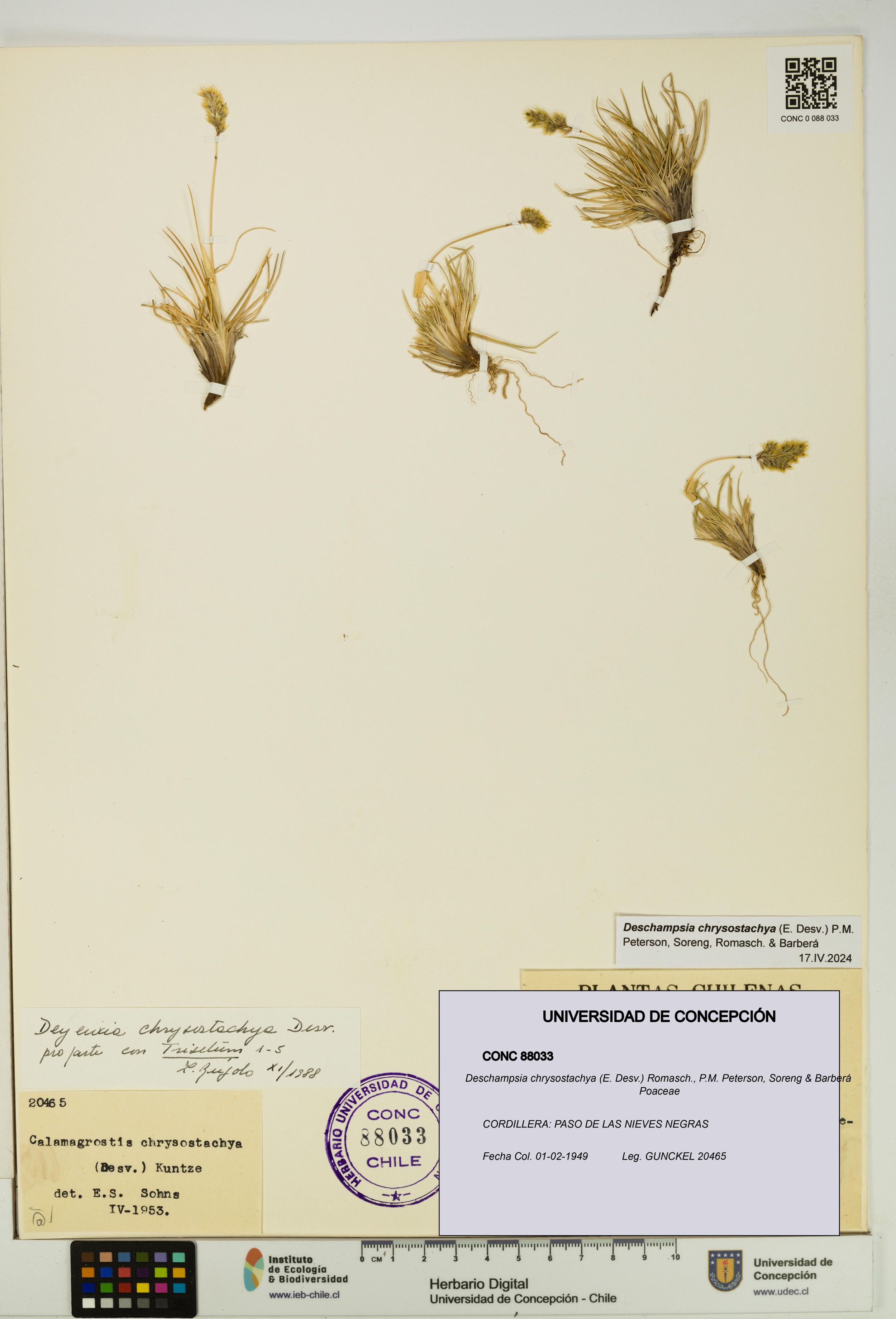 Deschampsia chrysostachya [Espécimen: ]