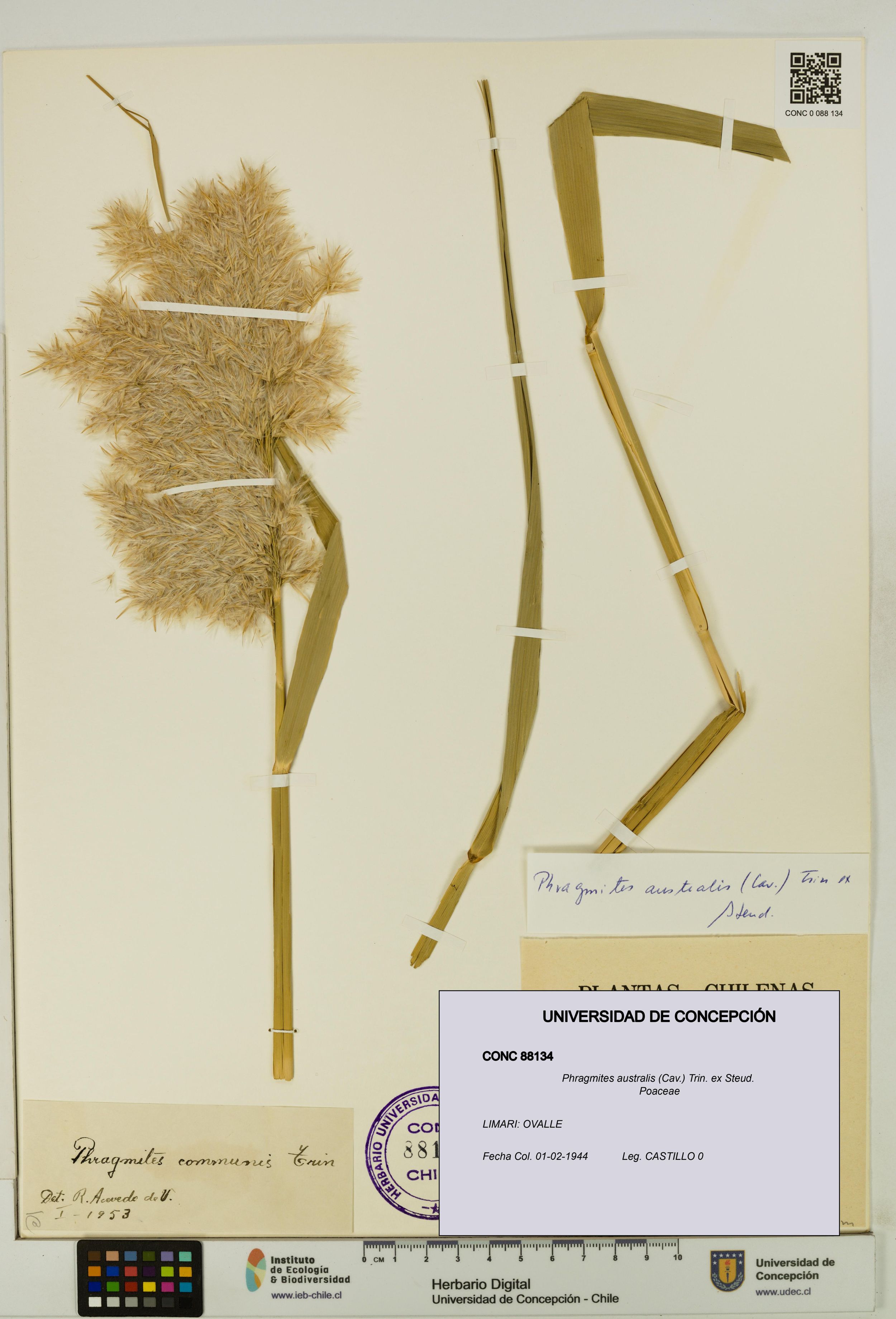 Phragmites australis [Espécimen: ]
