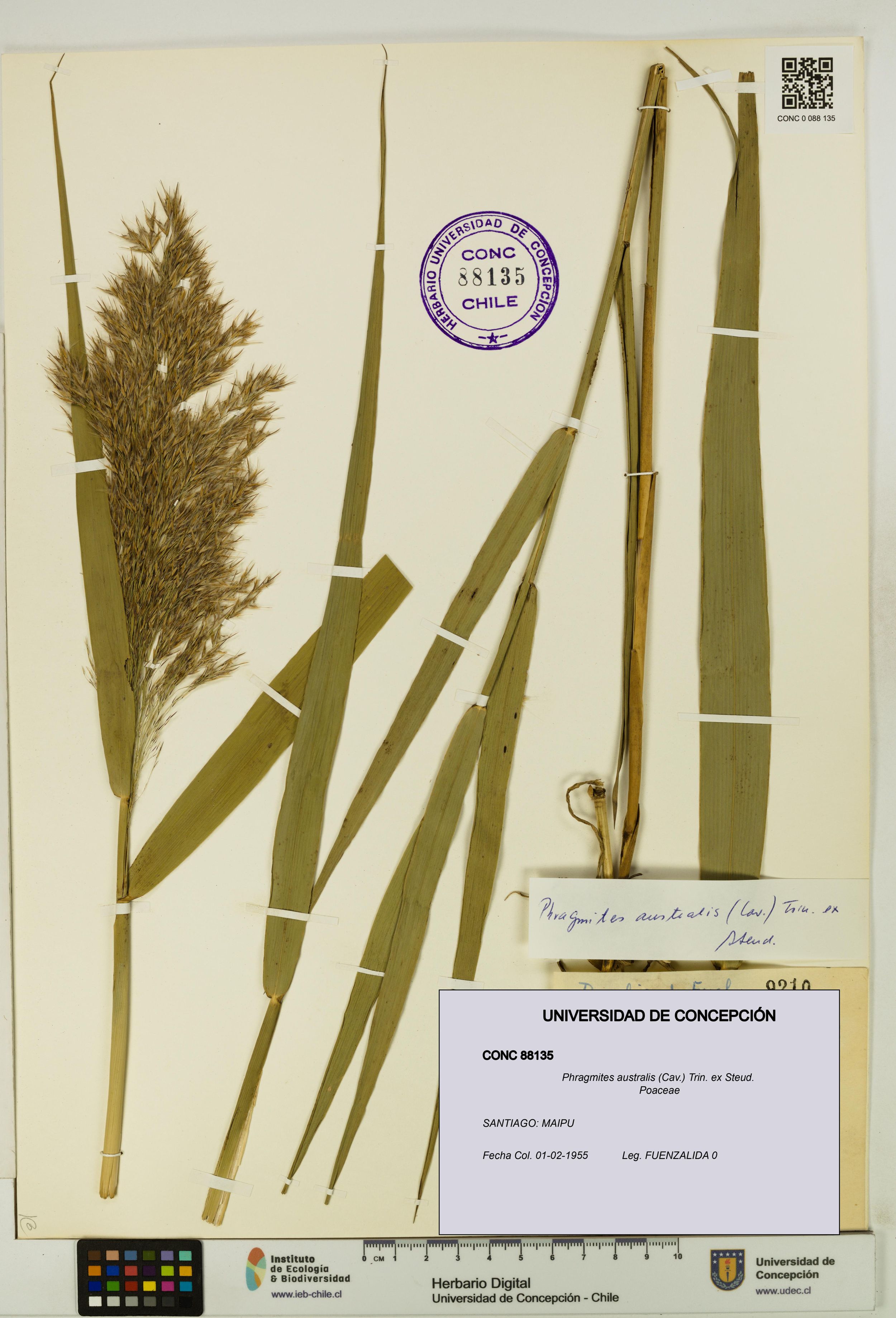 Phragmites australis [Espécimen: ]