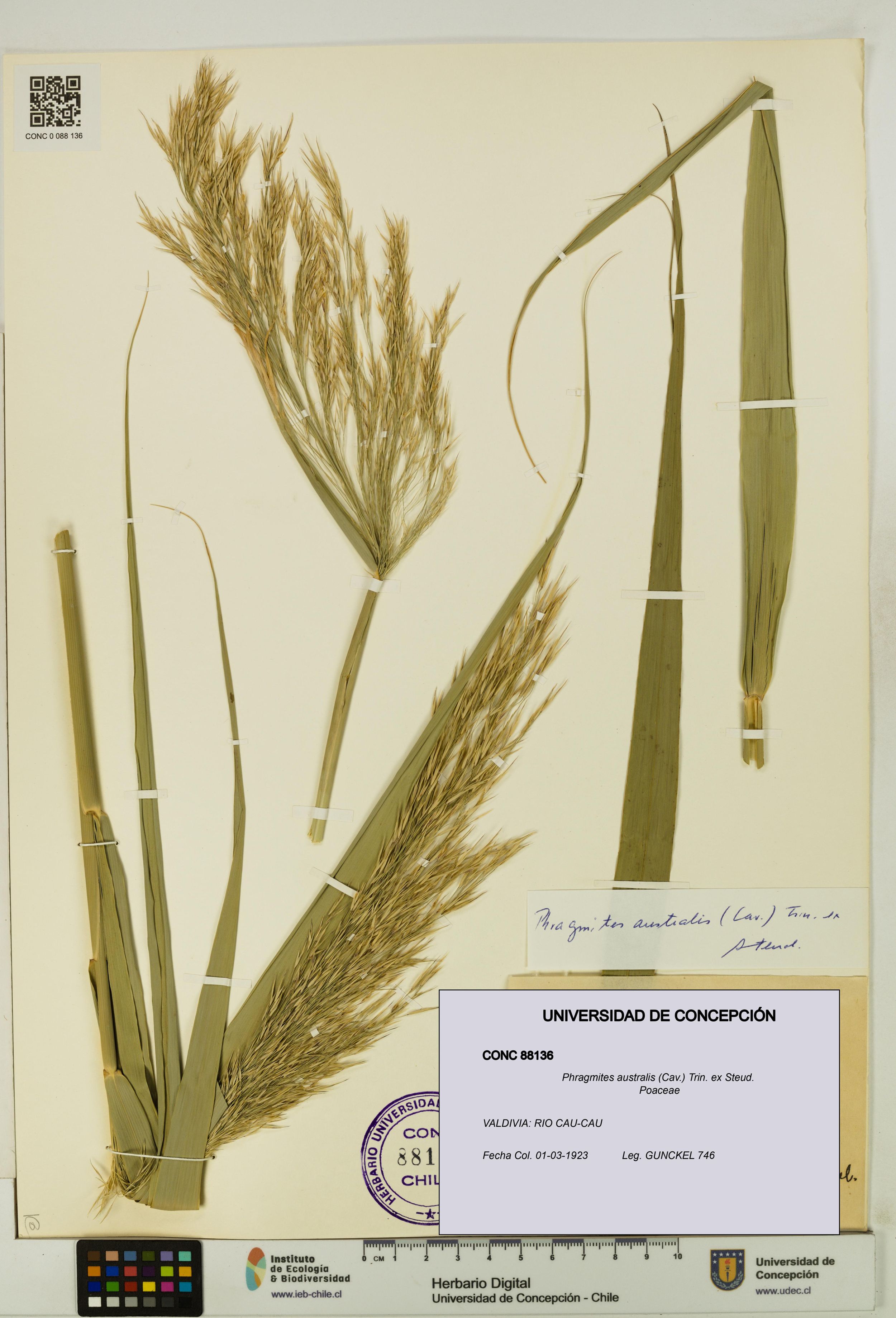 Phragmites australis [Espécimen: ]