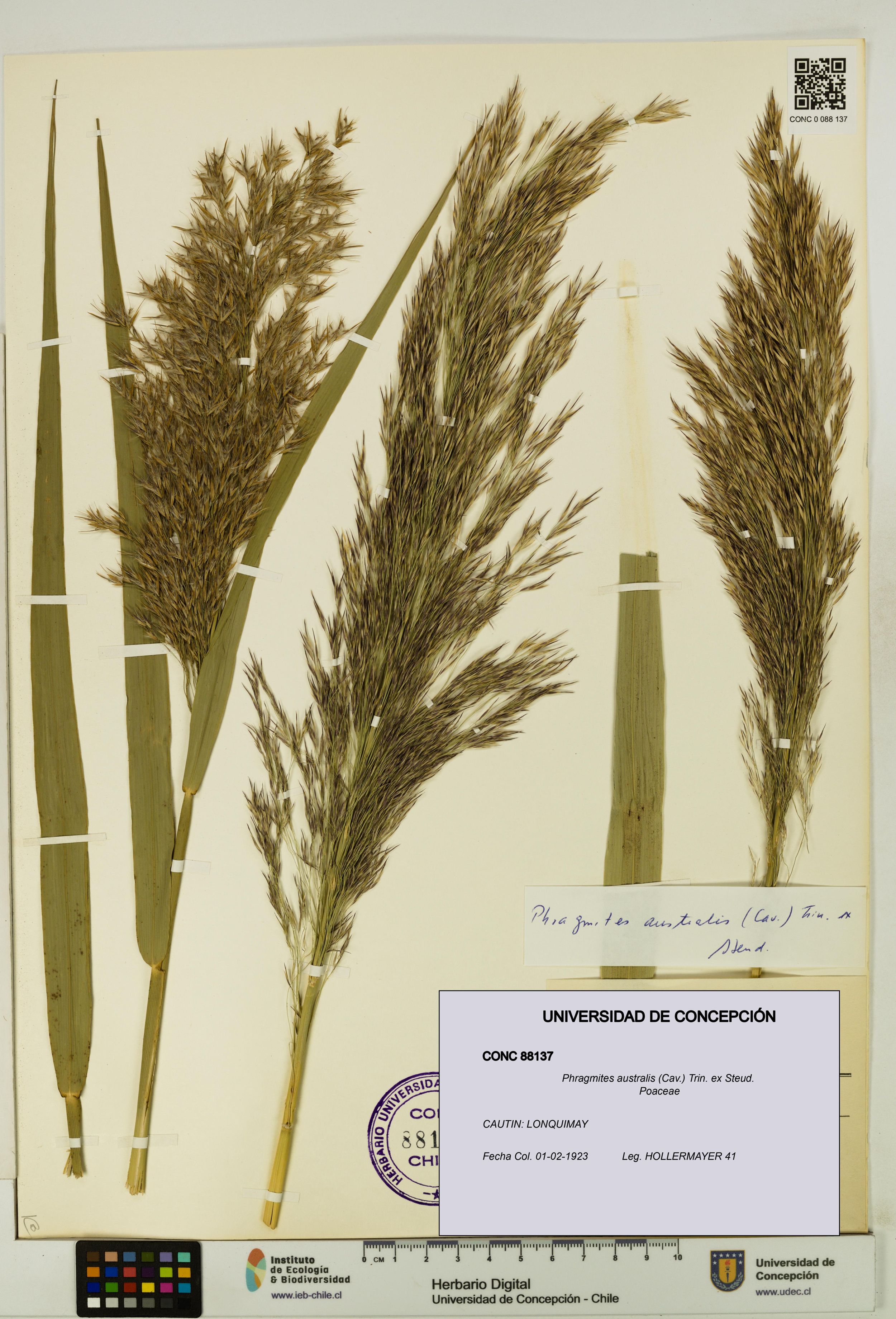 Phragmites australis [Espécimen: ]