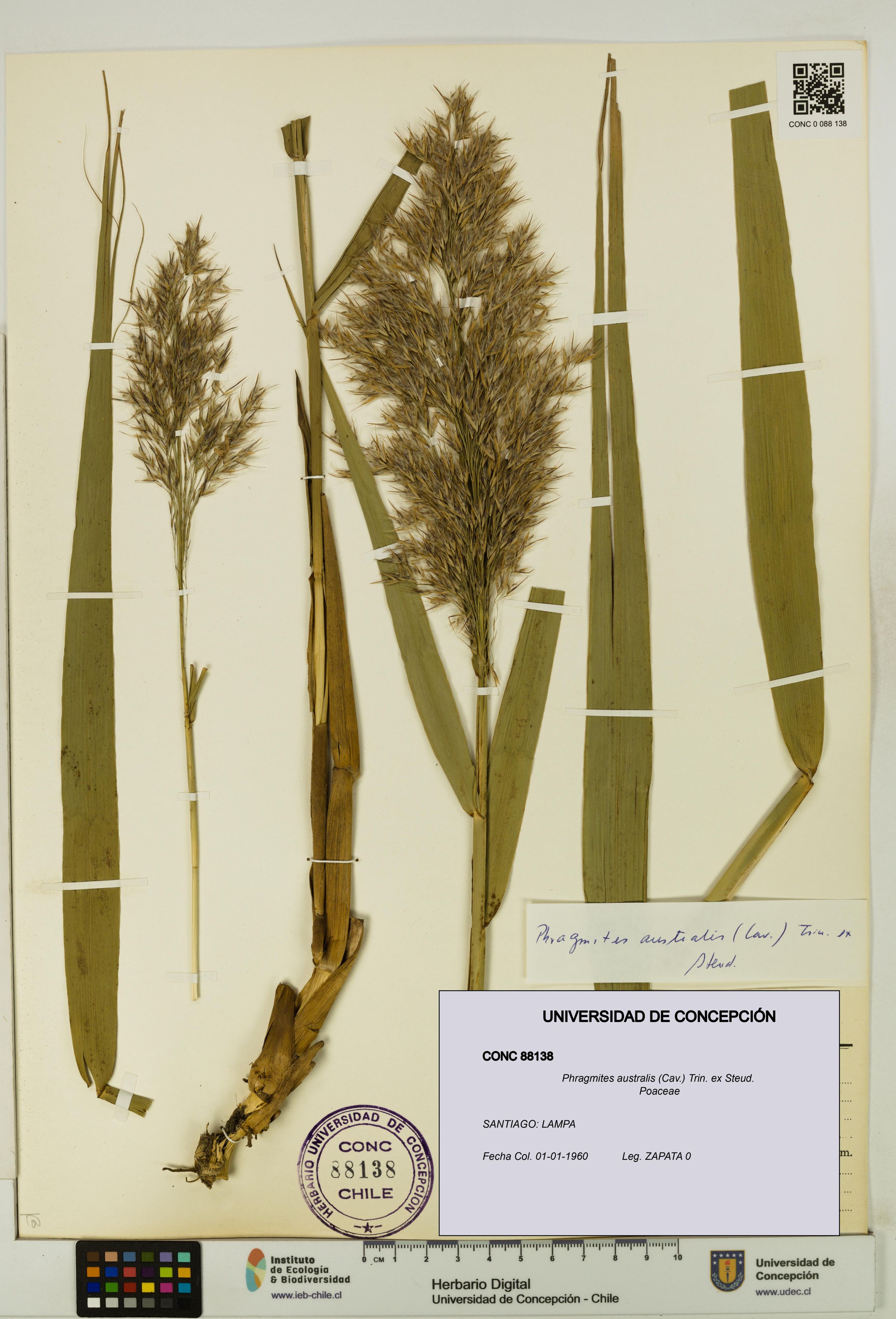 Phragmites australis [Espécimen: ]