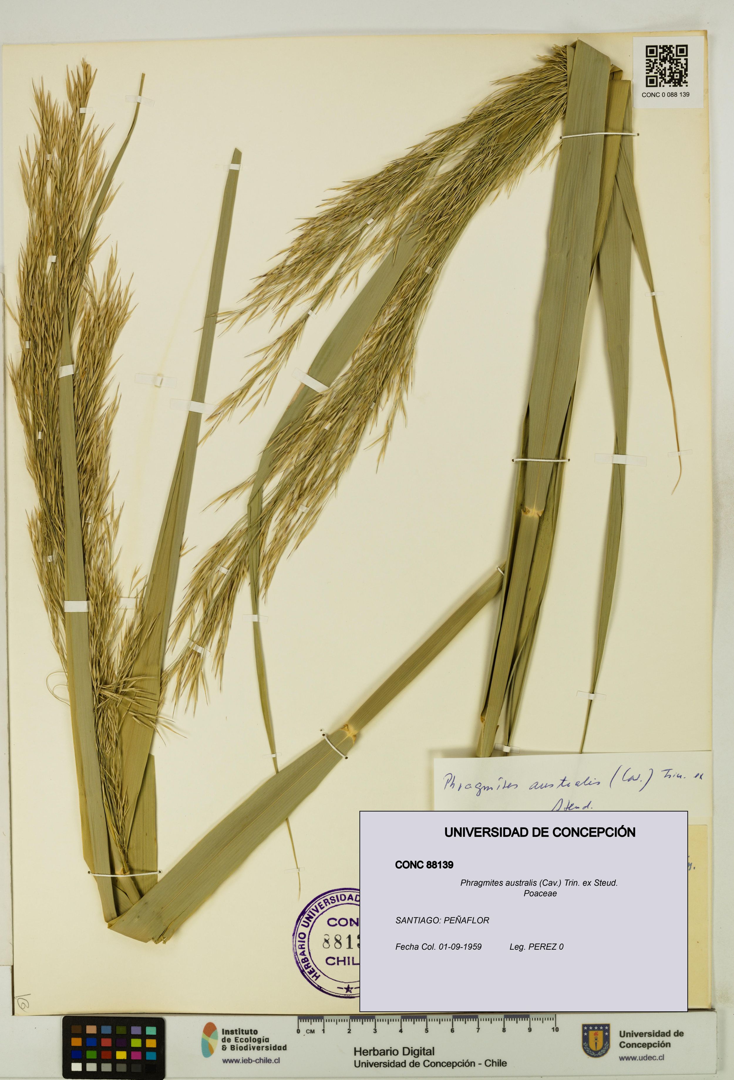Phragmites australis [Espécimen: ]