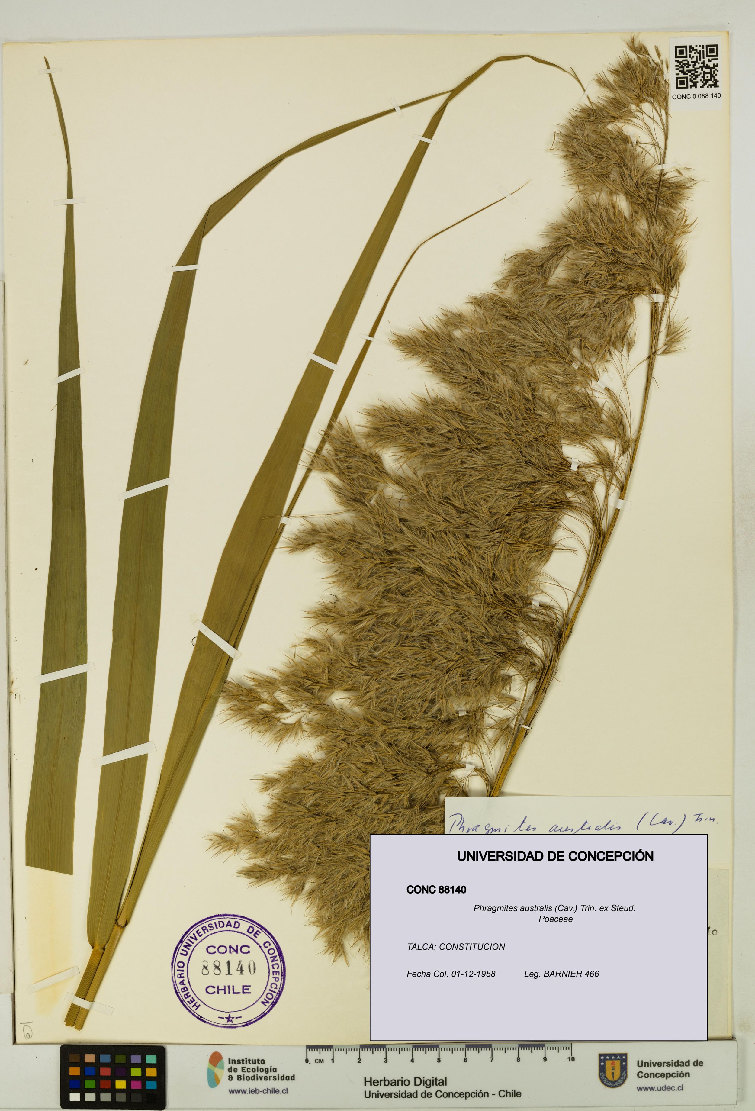 Phragmites australis [Espécimen: ]