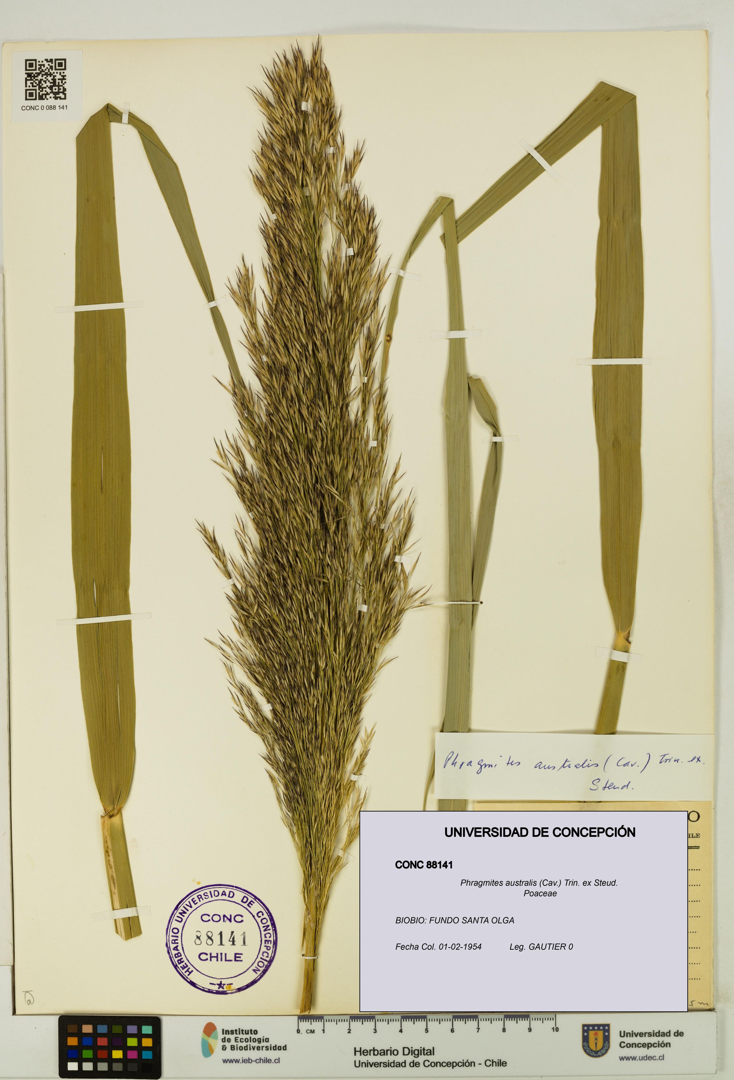 Phragmites australis [Espécimen: ]