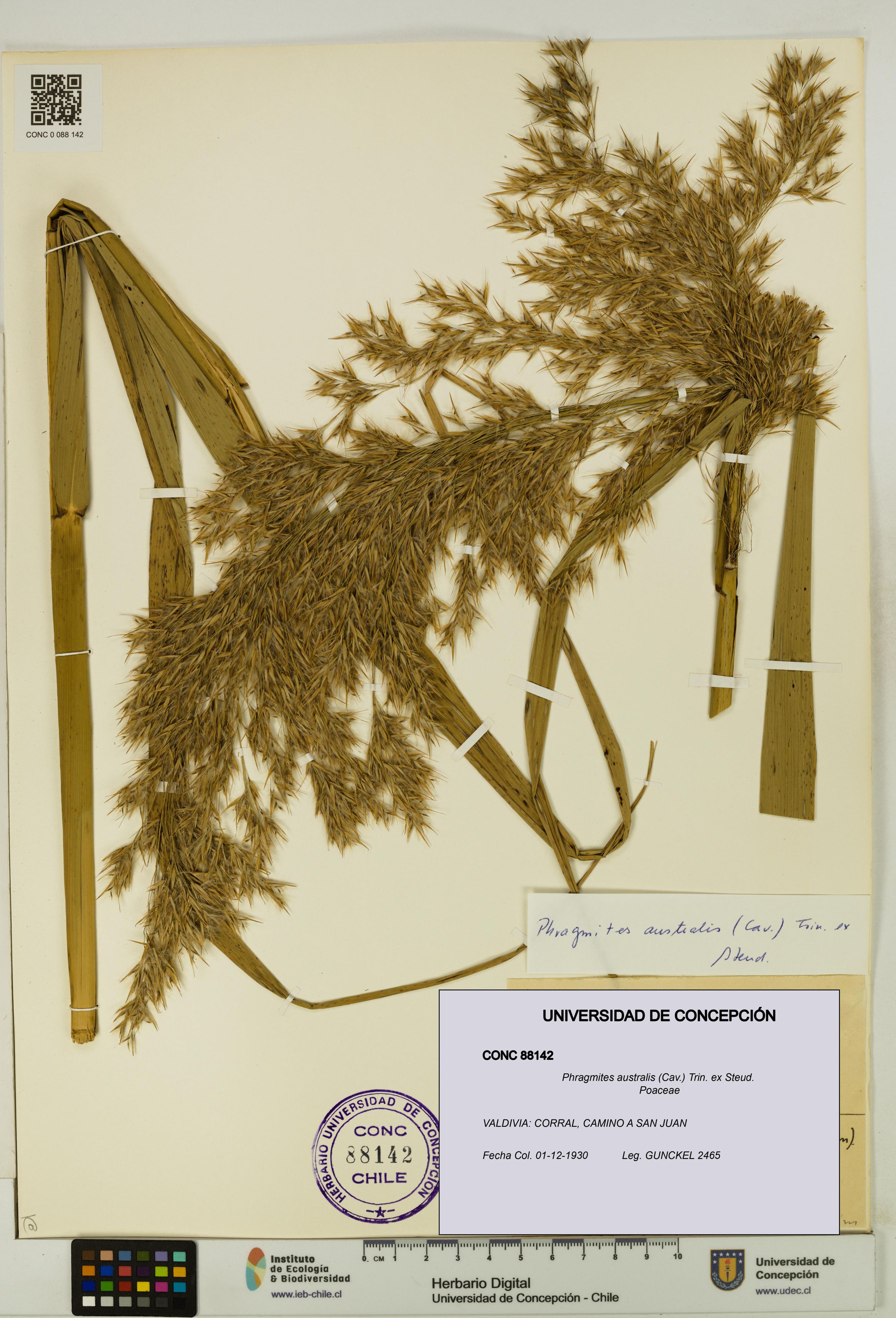 Phragmites australis [Espécimen: ]