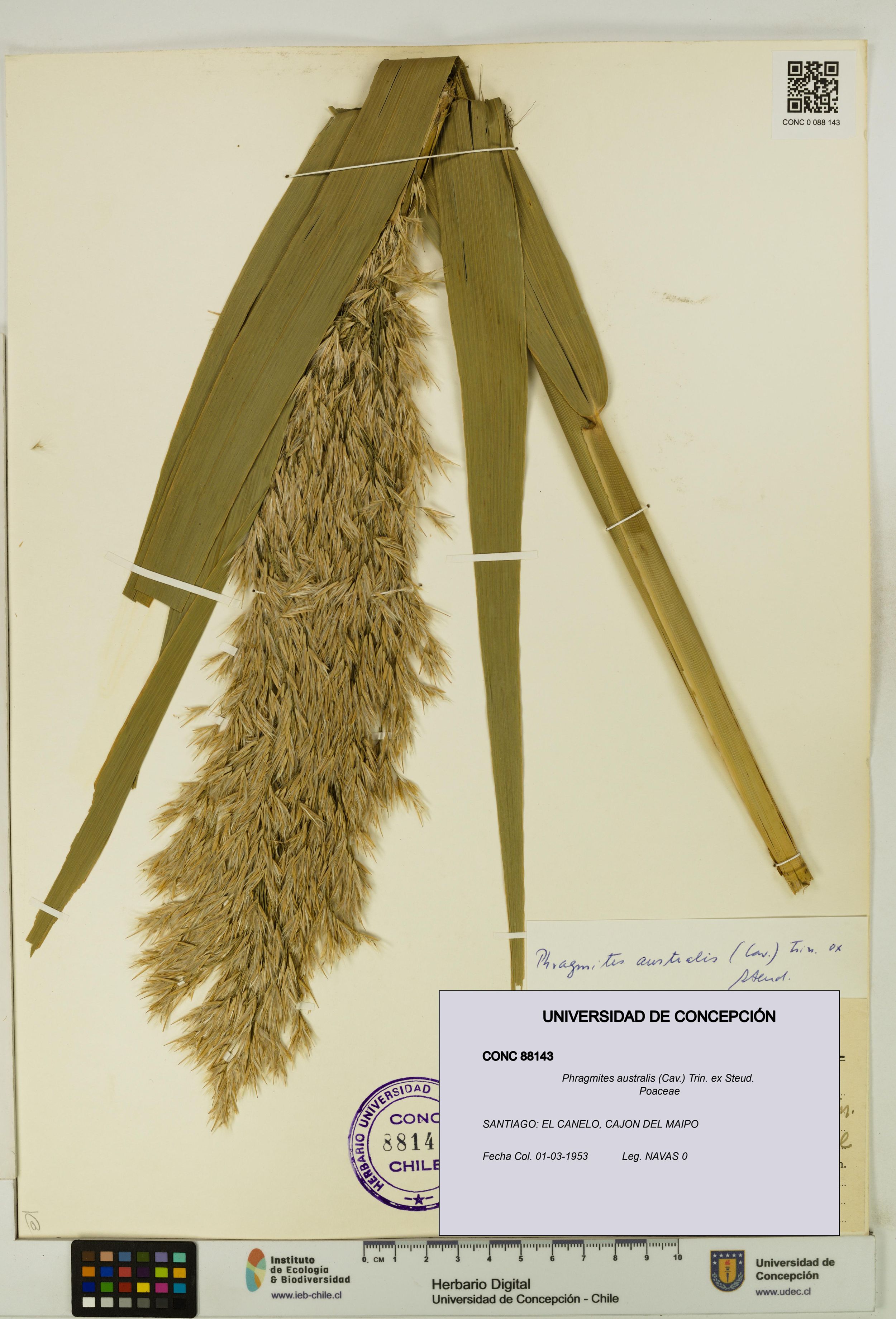 Phragmites australis [Espécimen: ]