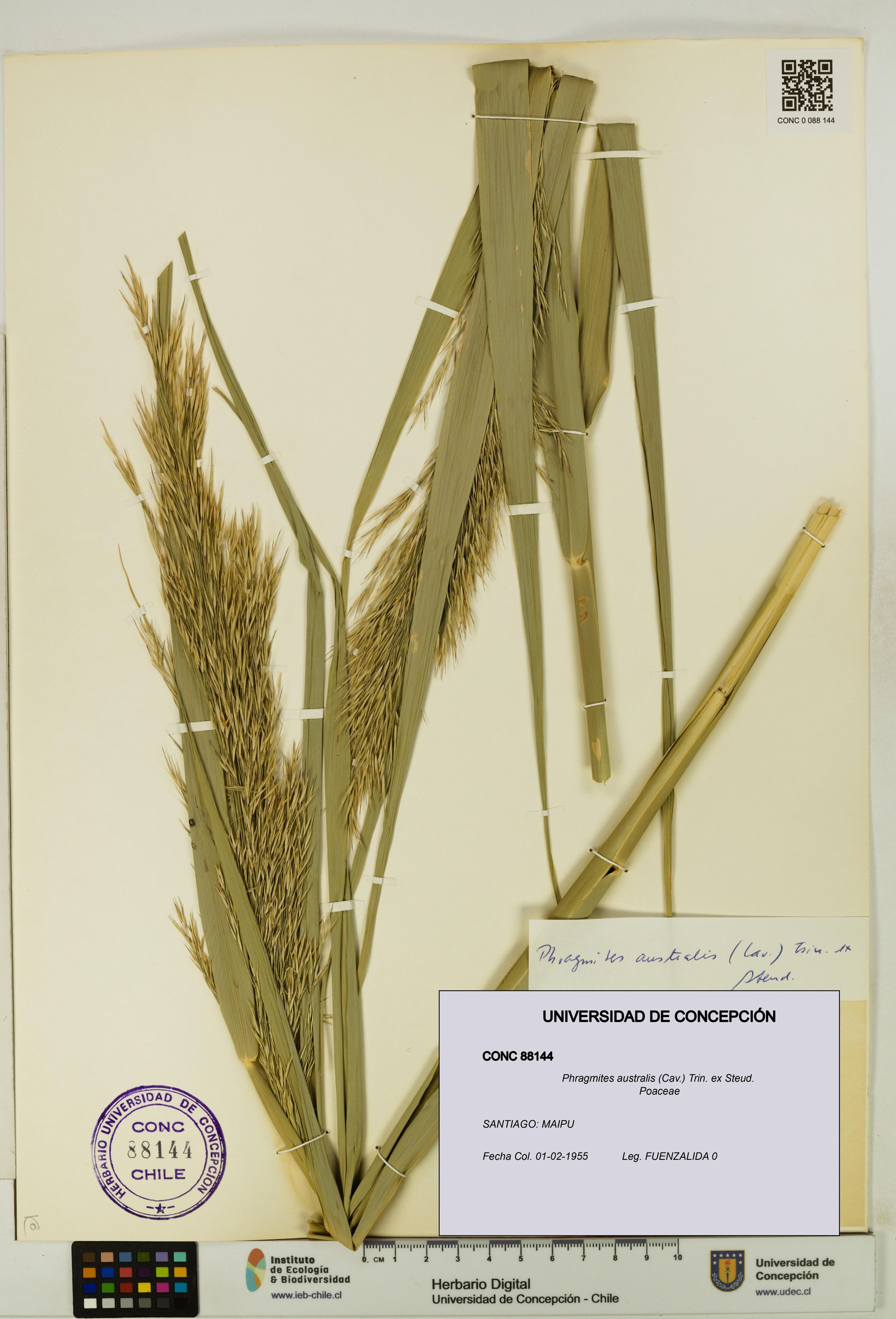 Phragmites australis [Espécimen: ]