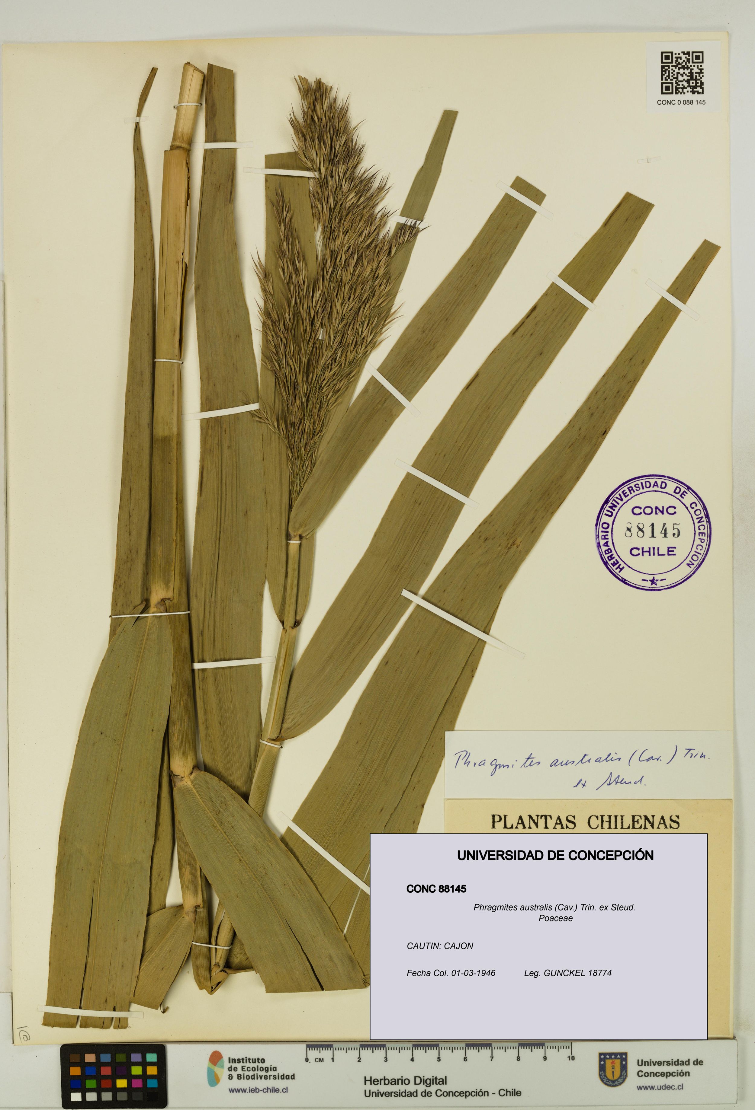 Phragmites australis [Espécimen: ]