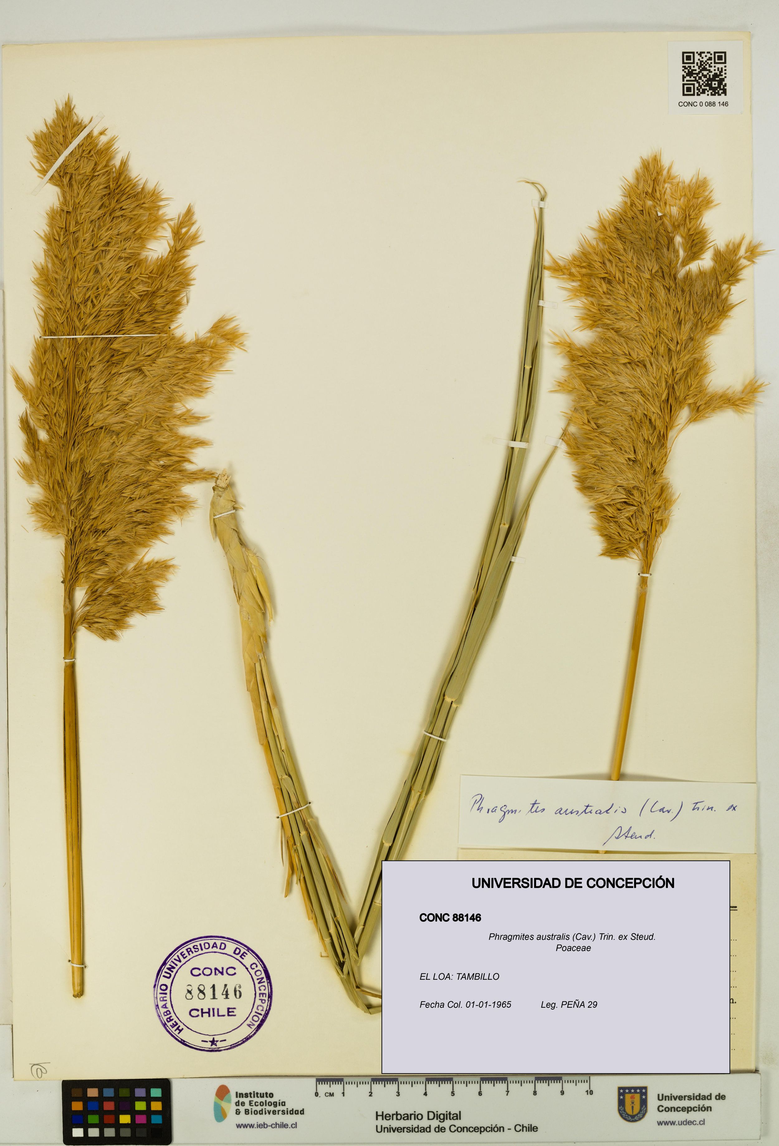 Phragmites australis [Espécimen: ]