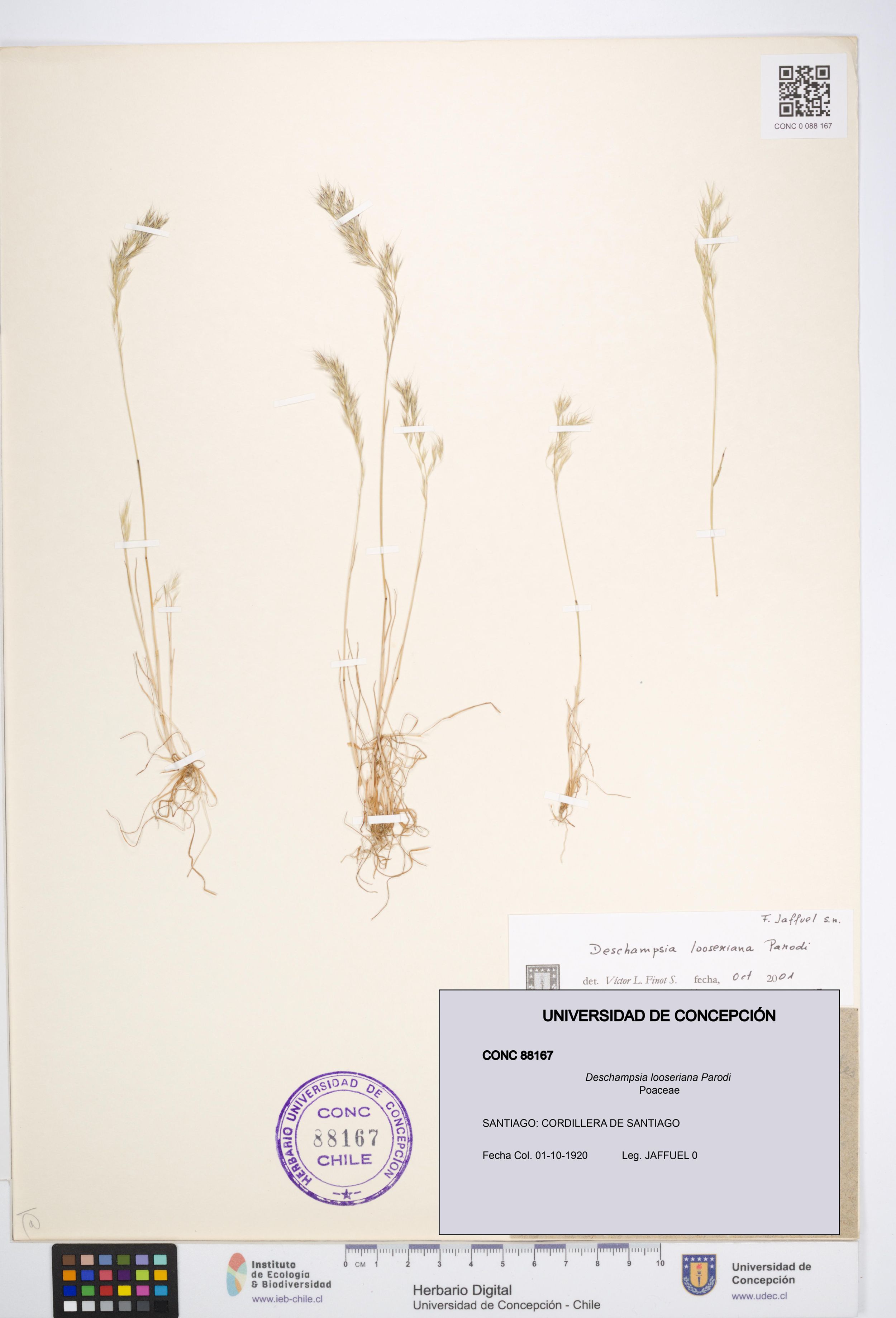 Deschampsia looseriana [Espécimen: ]