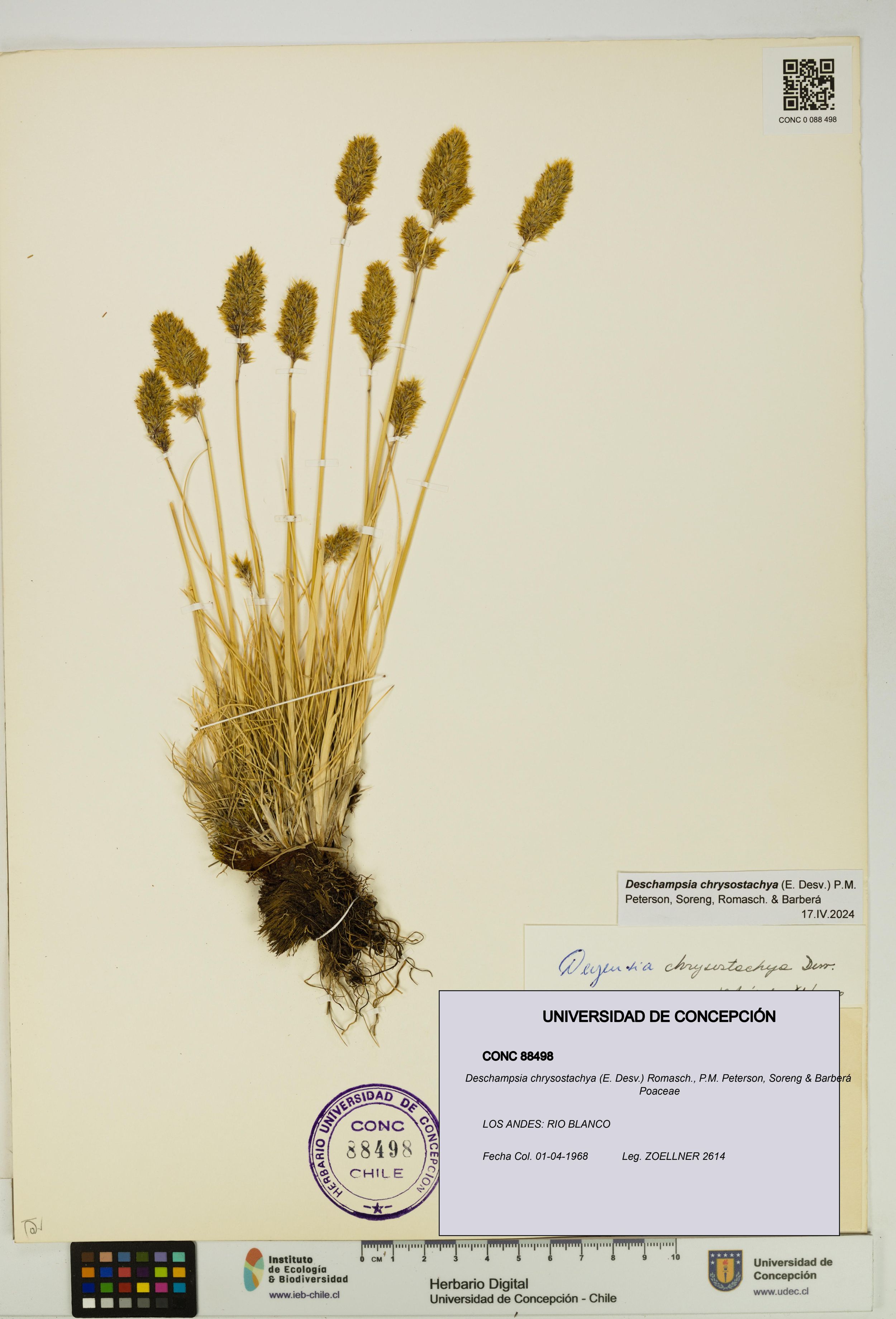Deschampsia chrysostachya [Espécimen: ]
