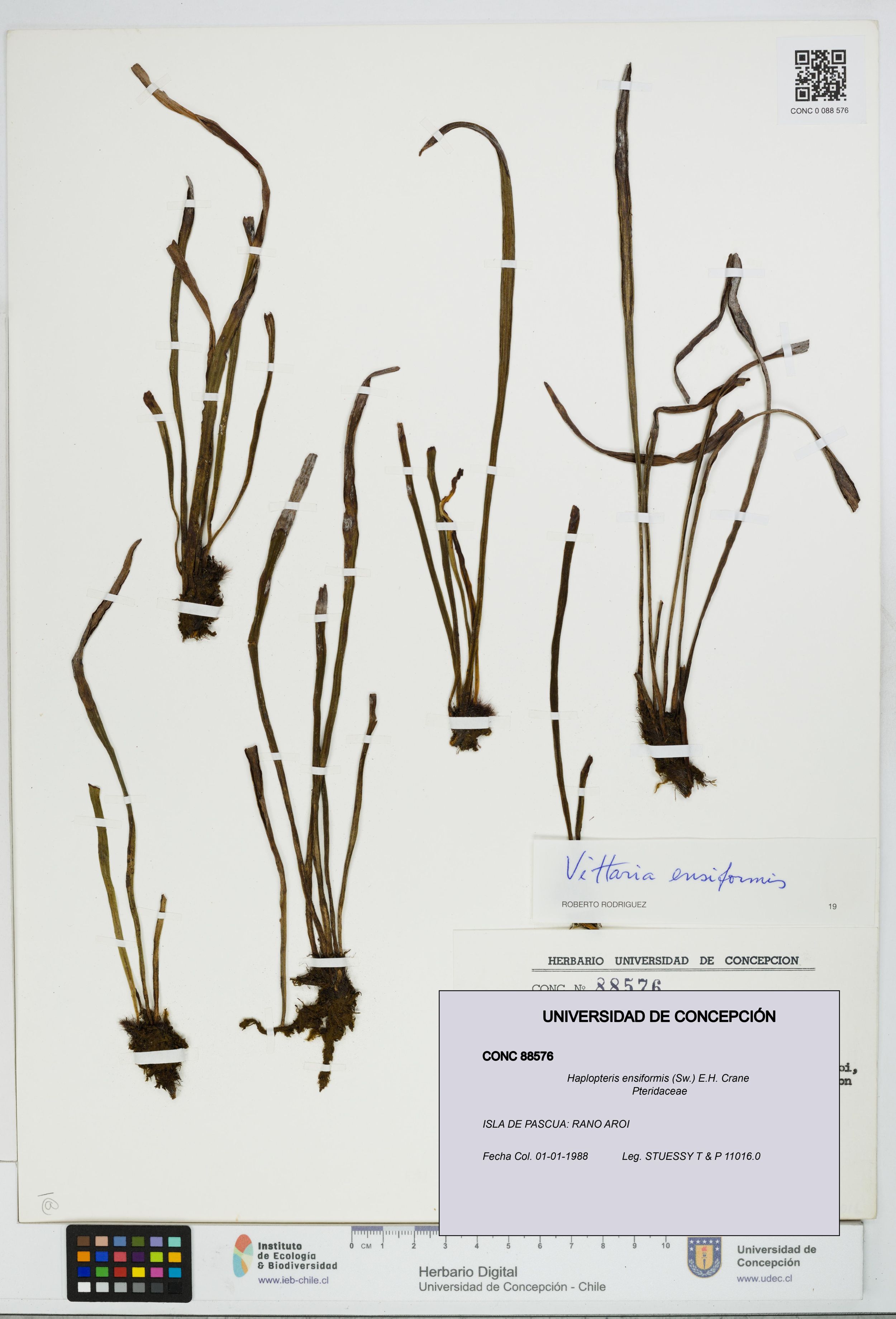 Haplopteris ensiformis [Espécimen: ]