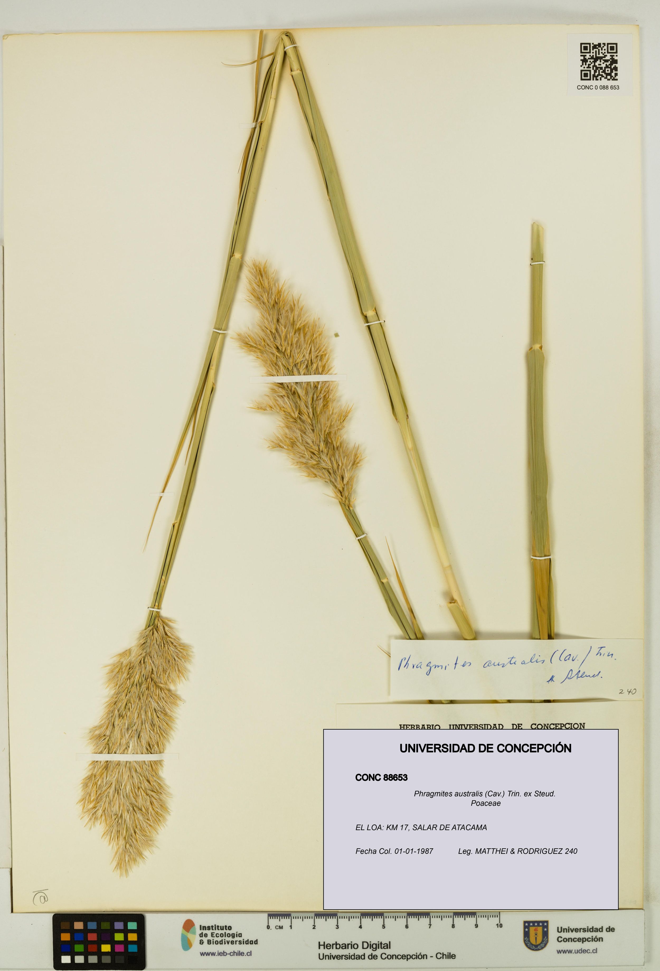 Phragmites australis [Espécimen: ]