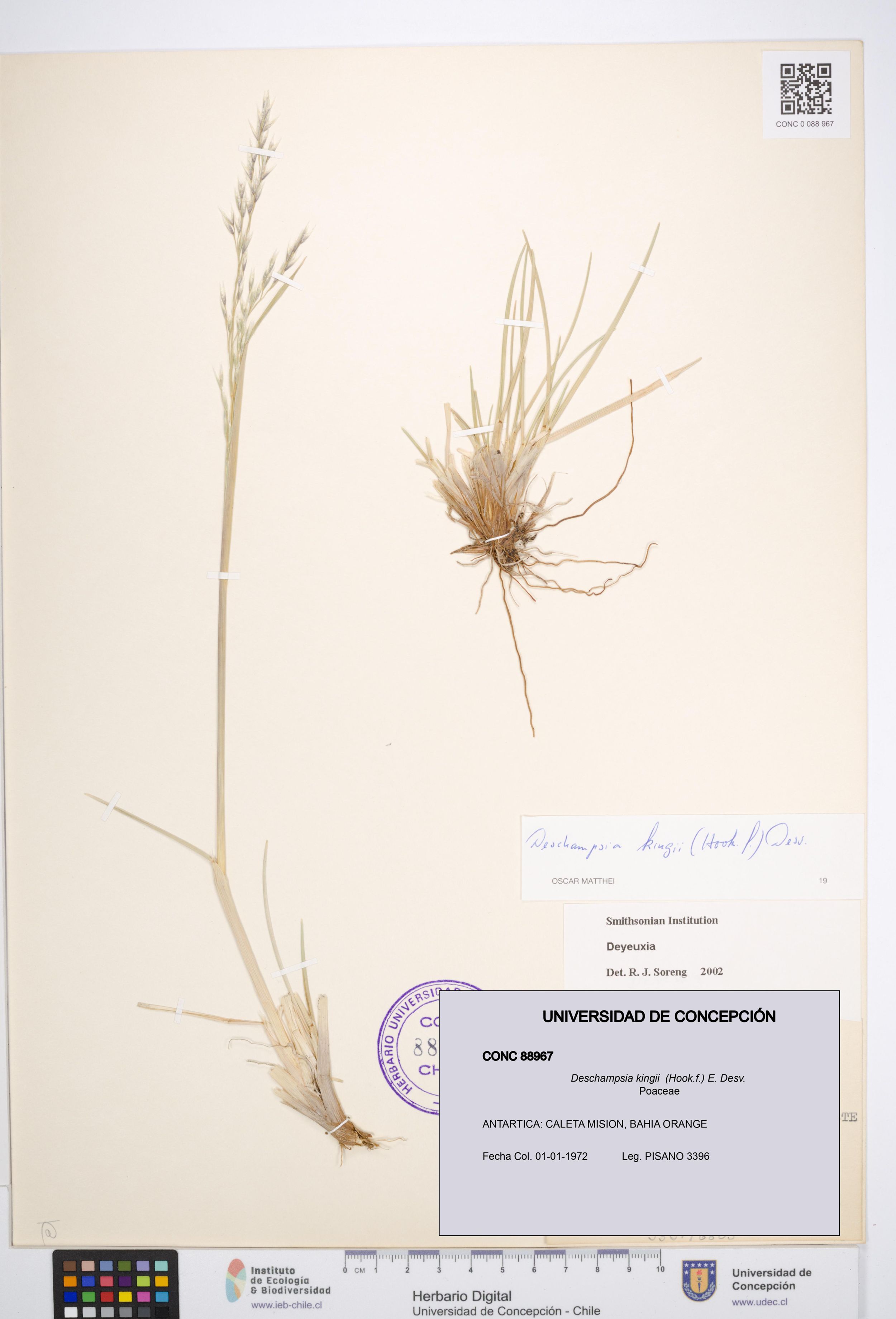 Deschampsia kingii [Espécimen: ]