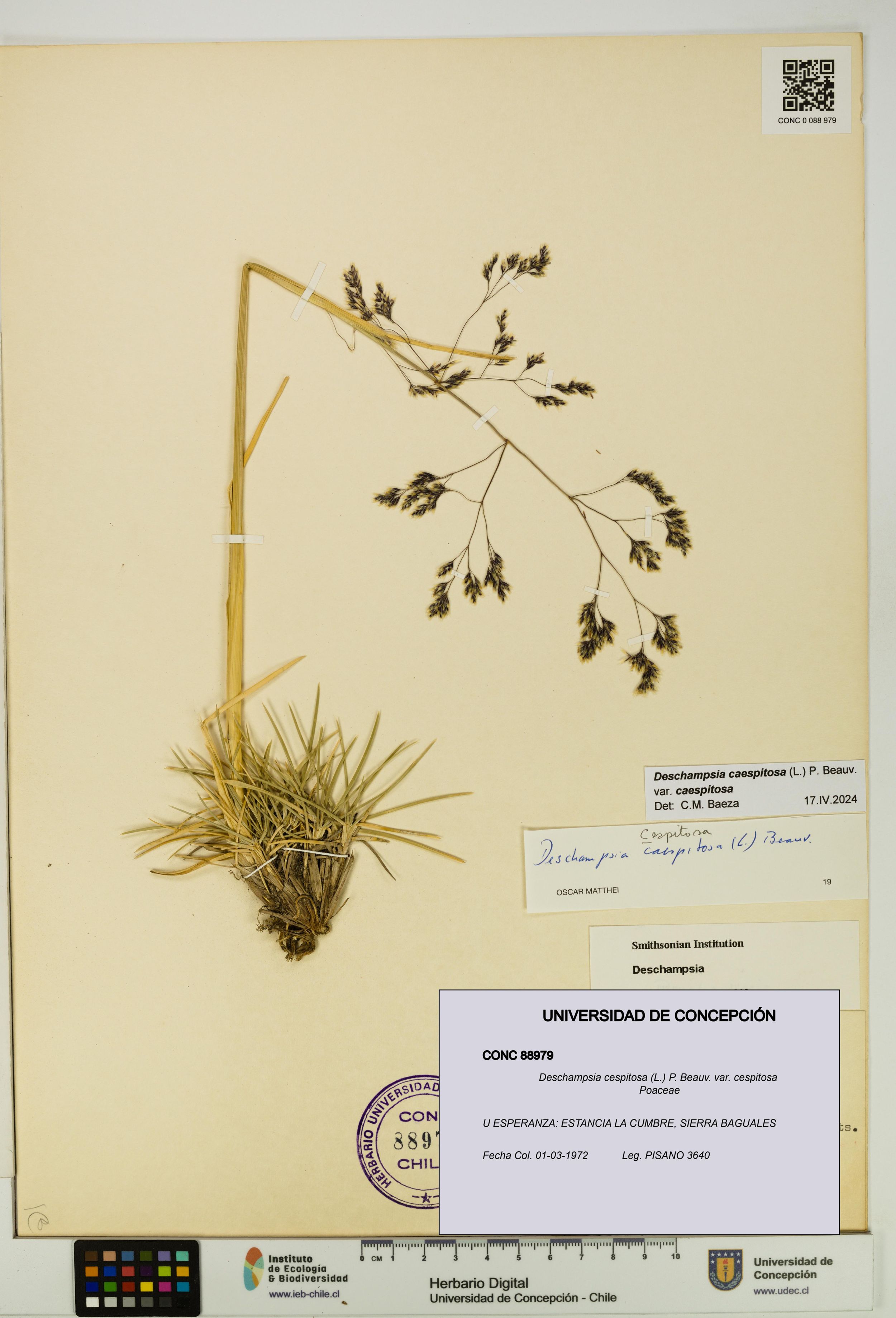 Deschampsia cespitosa var. cespitosa [Espécimen: ]