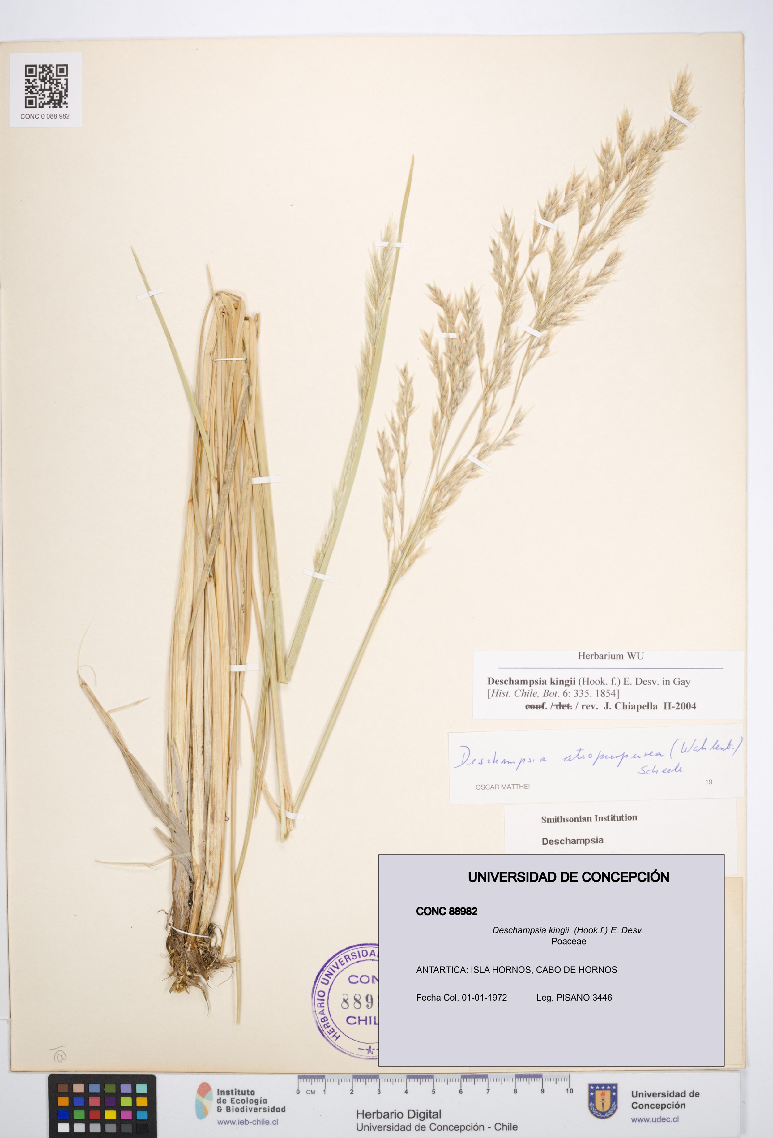 Deschampsia kingii [Espécimen: ]