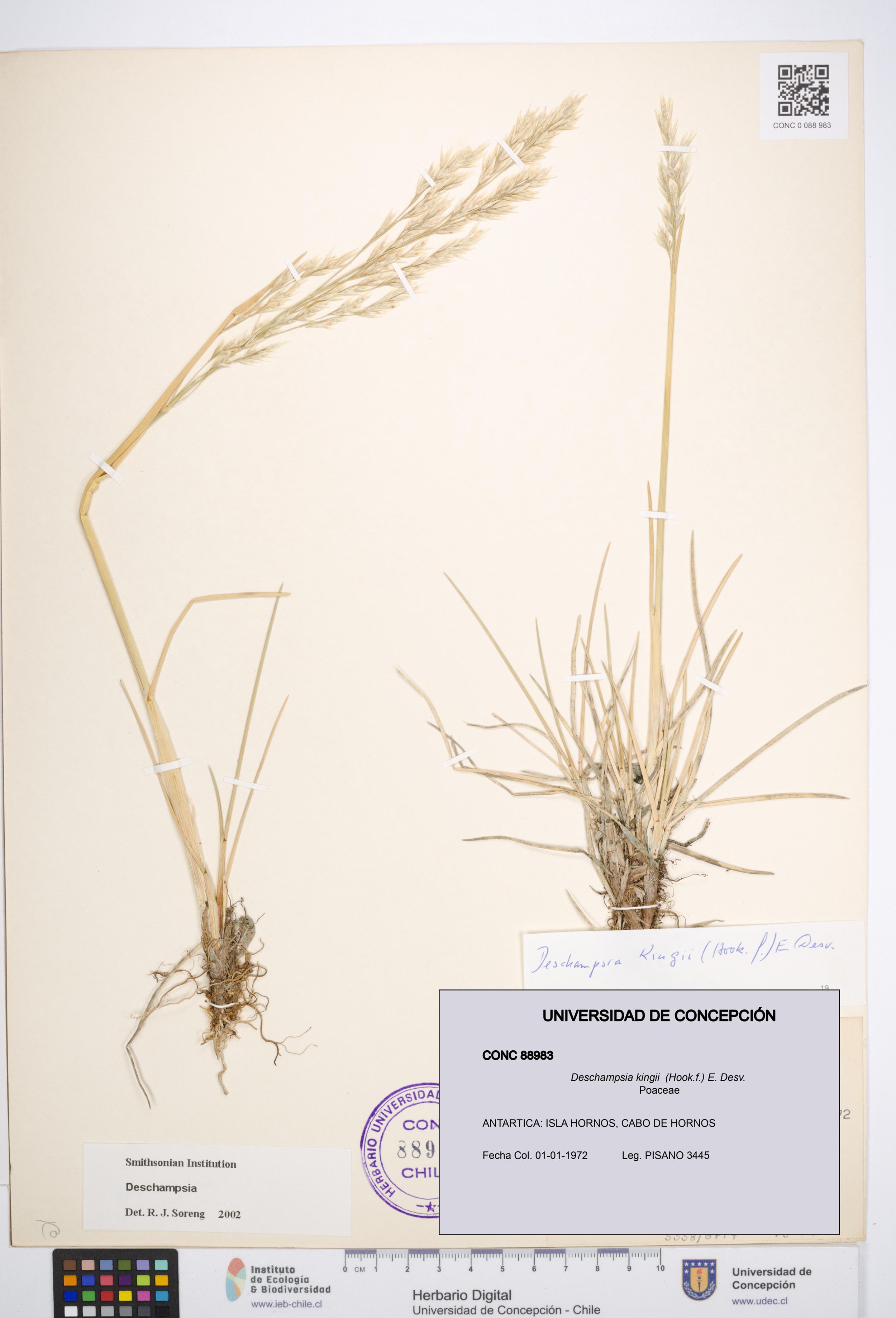 Deschampsia kingii [Espécimen: ]