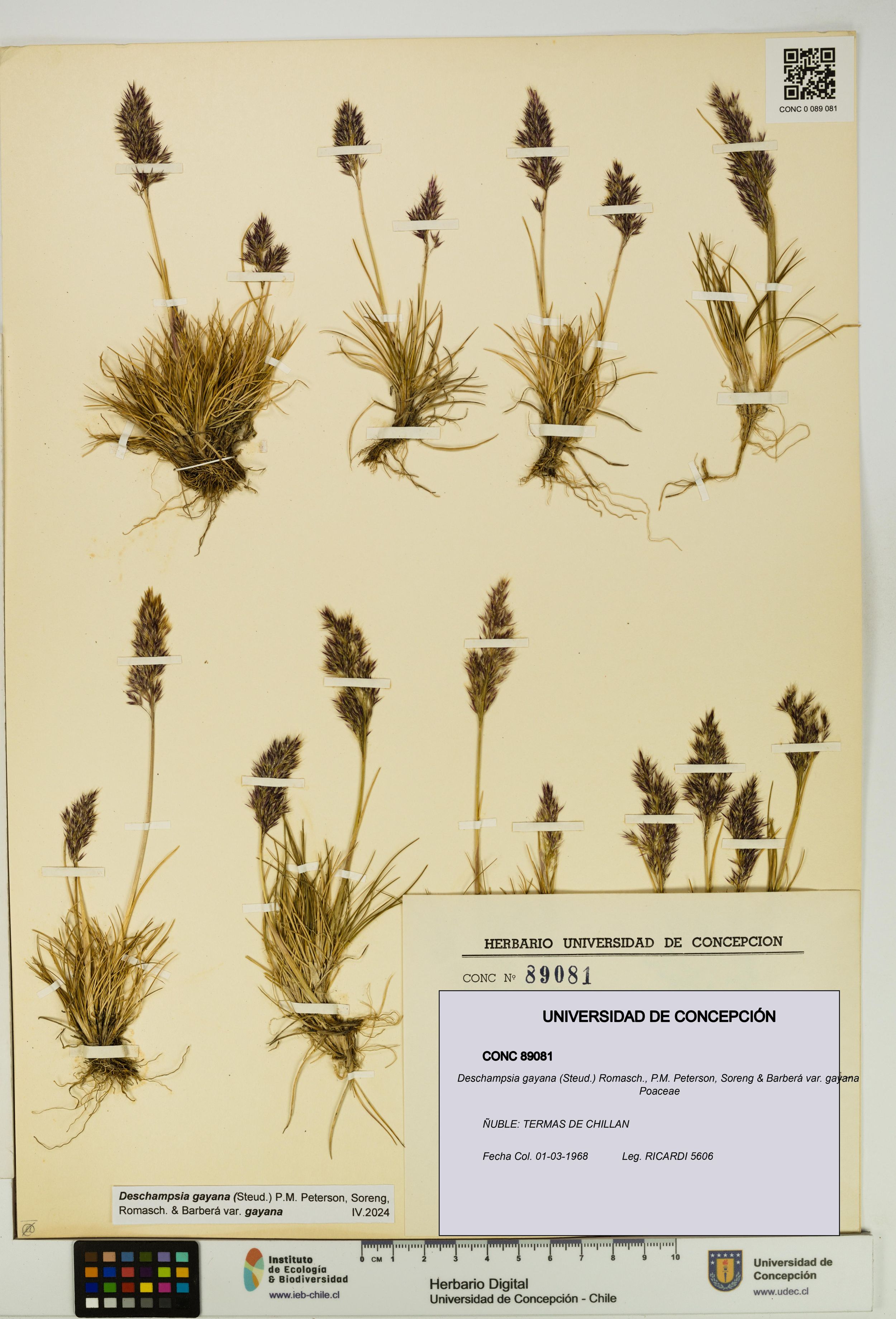Deschampsia gayana var. gayana [Espécimen: ]