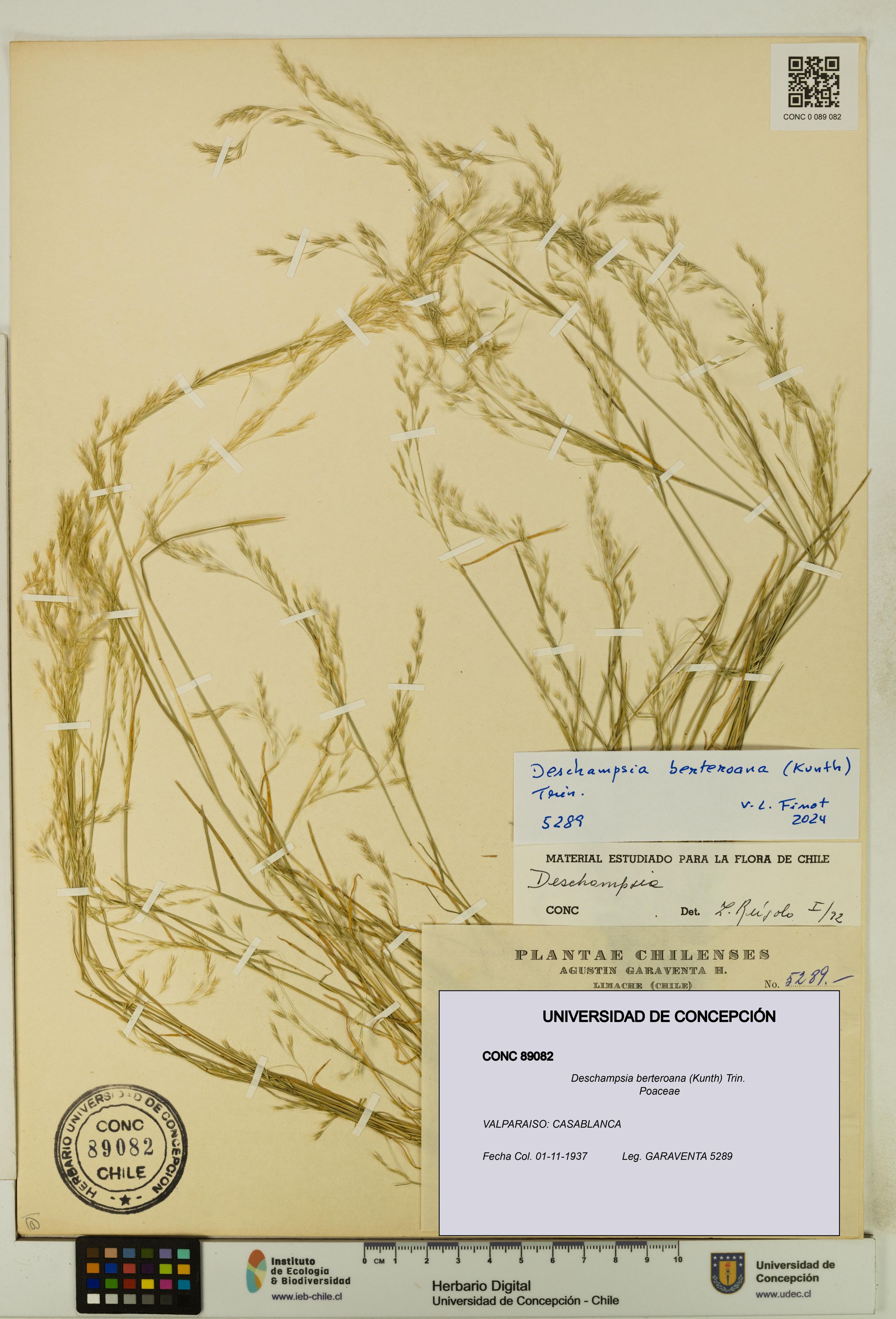 Deschampsia berteroana [Espécimen: ]