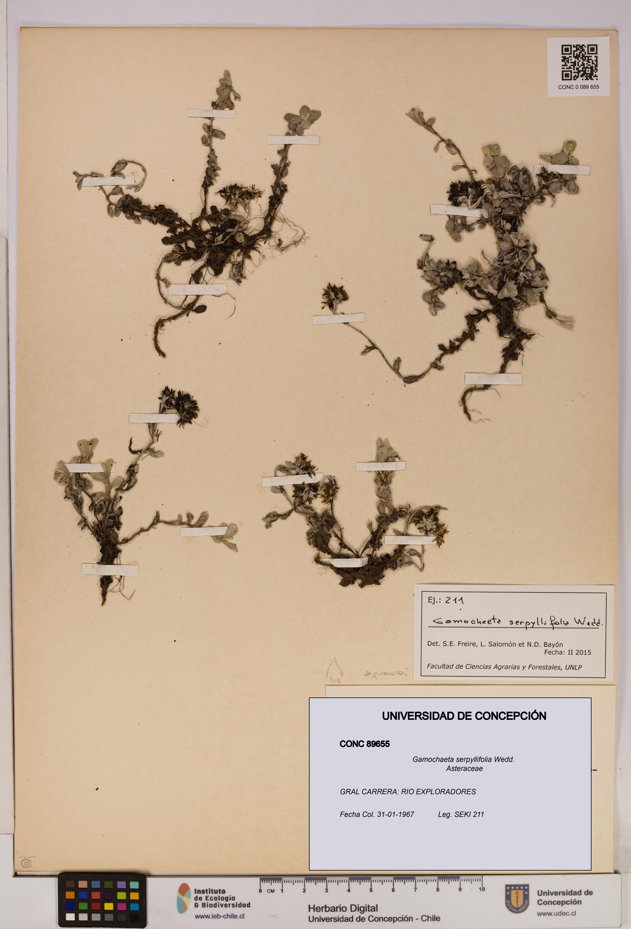 Gamochaeta serpyllifolia [Espécimen: ]