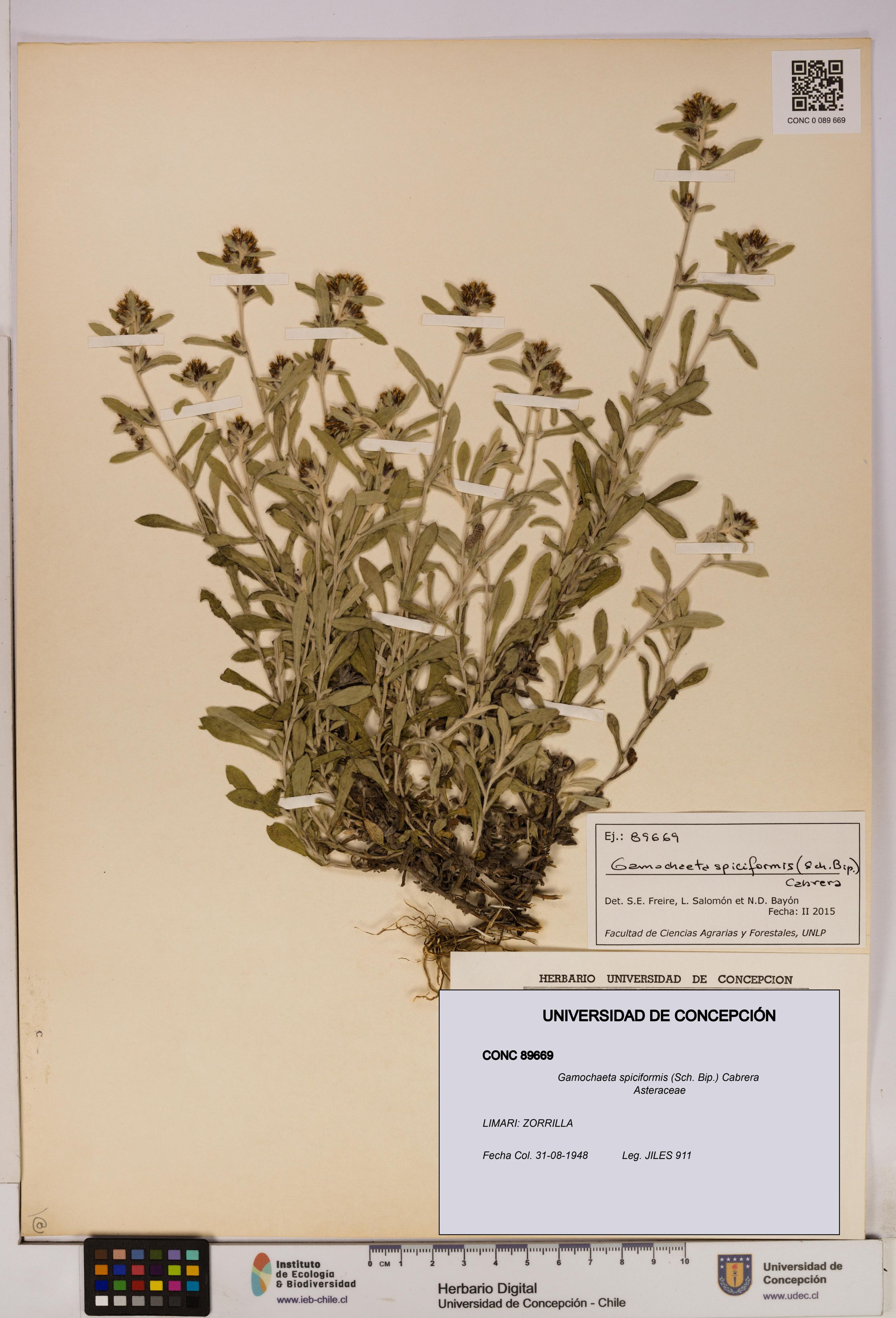 Gamochaeta spiciformis [Espécimen: ]