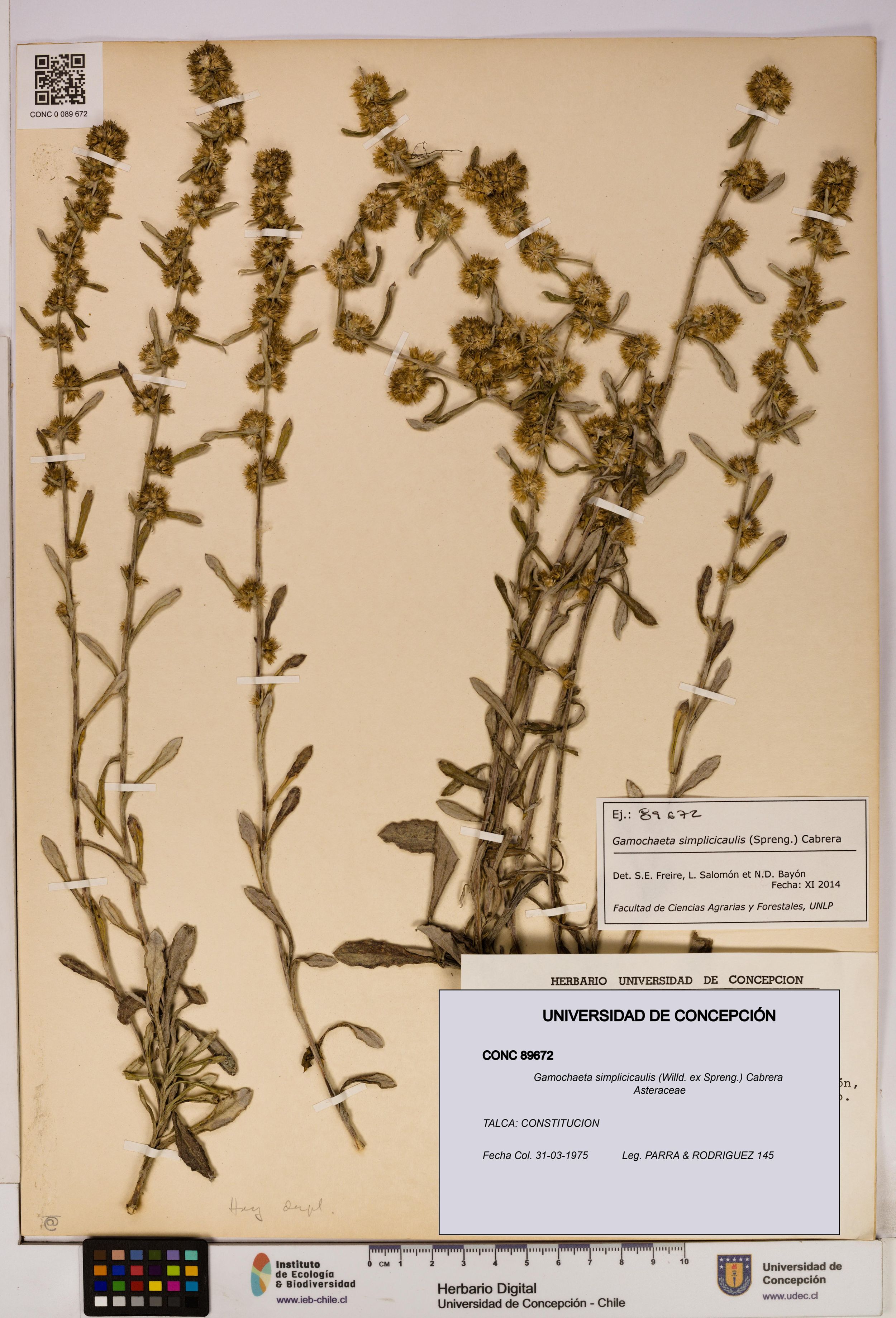 Gamochaeta simplicicaulis [Espécimen: ]