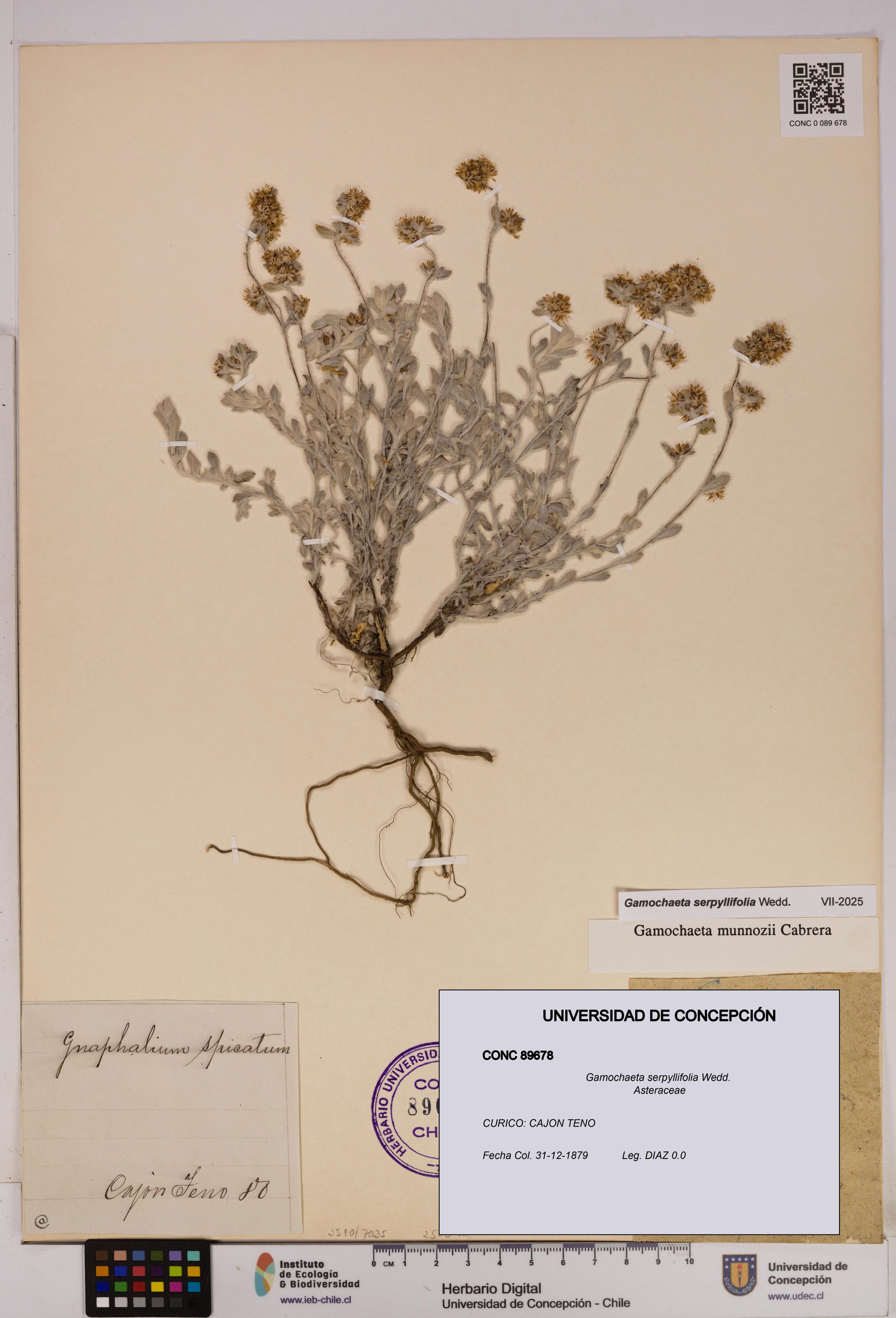 Gamochaeta serpyllifolia [Espécimen: ]