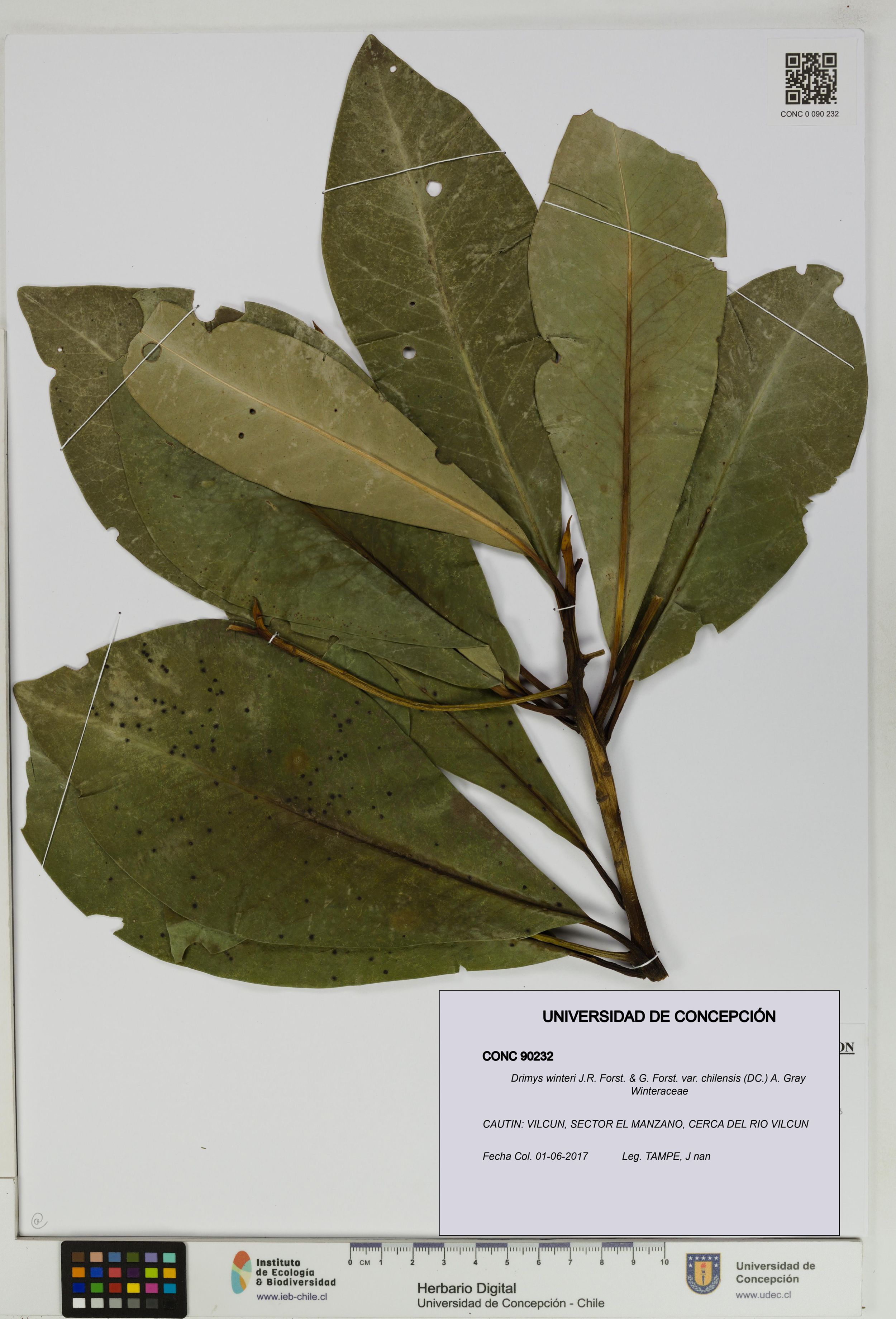 Drimys winteri var. chilensis [Espécimen: ]