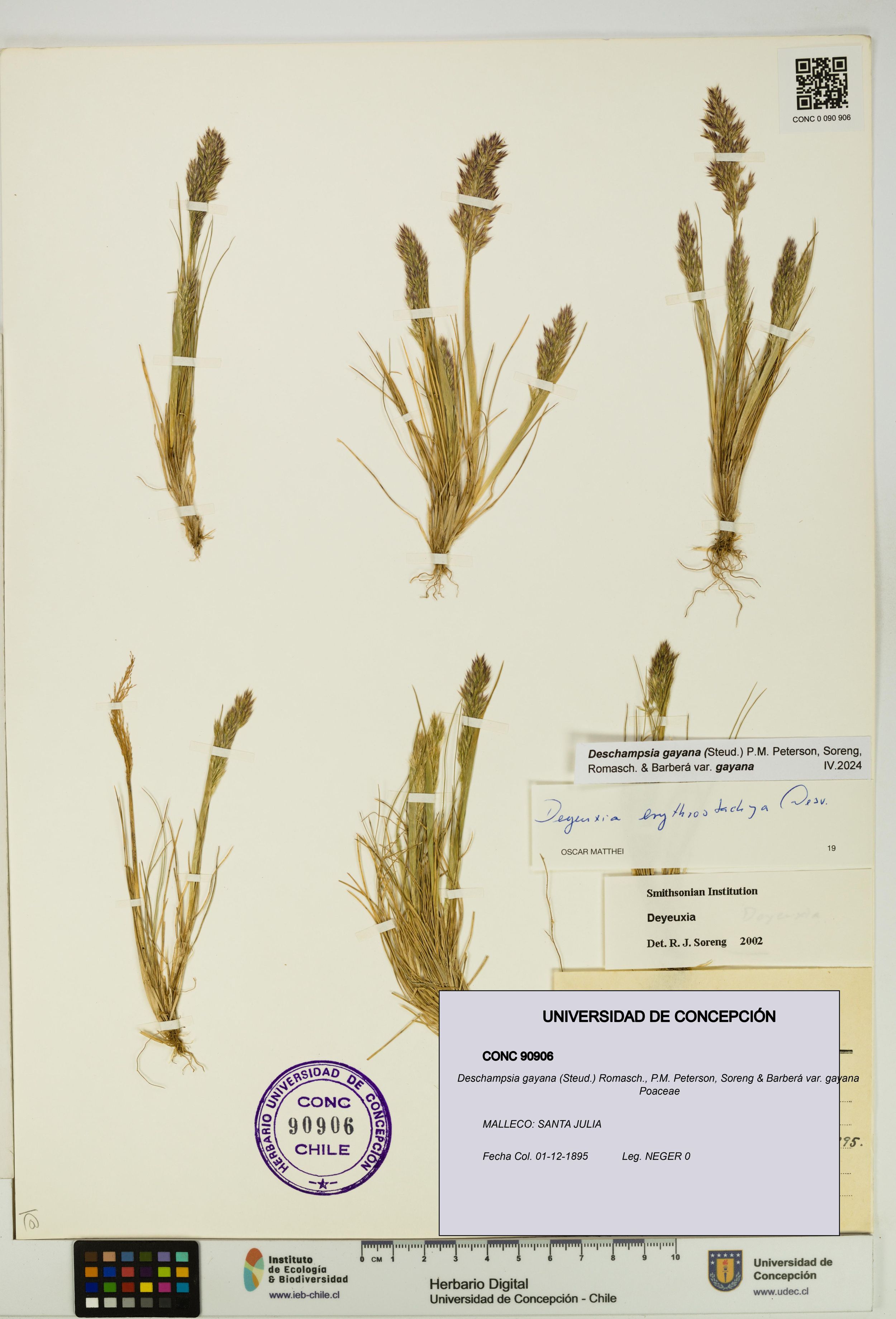 Deschampsia gayana var. gayana [Espécimen: ]