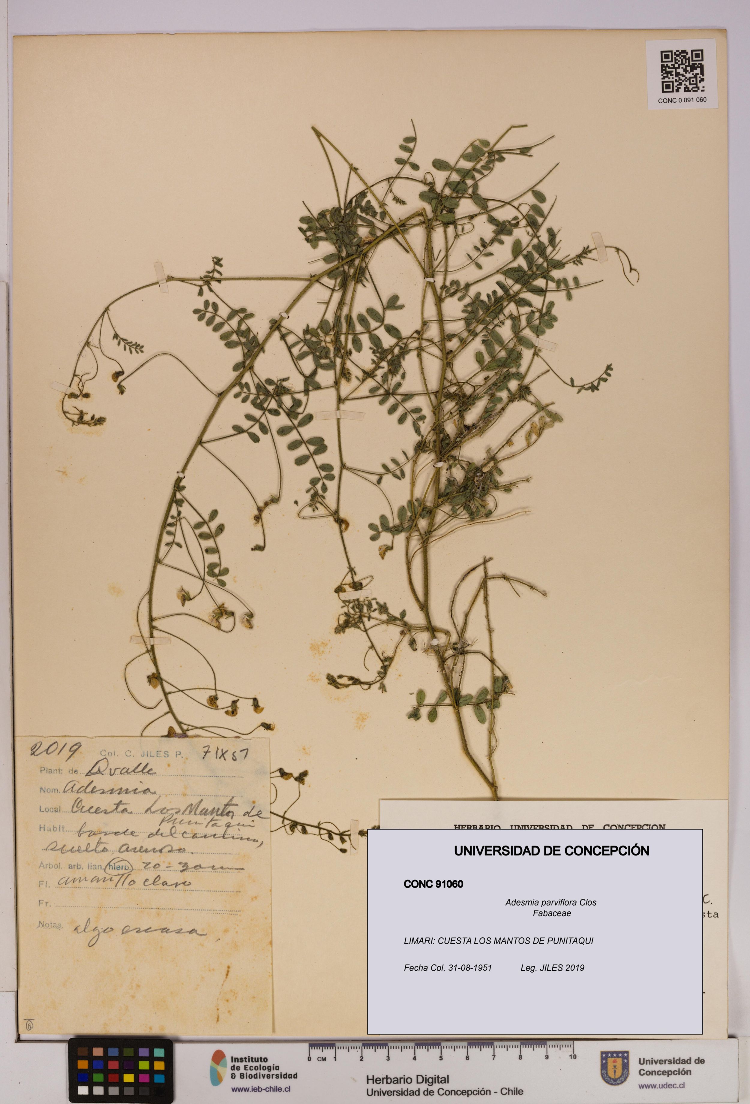 Adesmia parviflora [Espécimen: ]