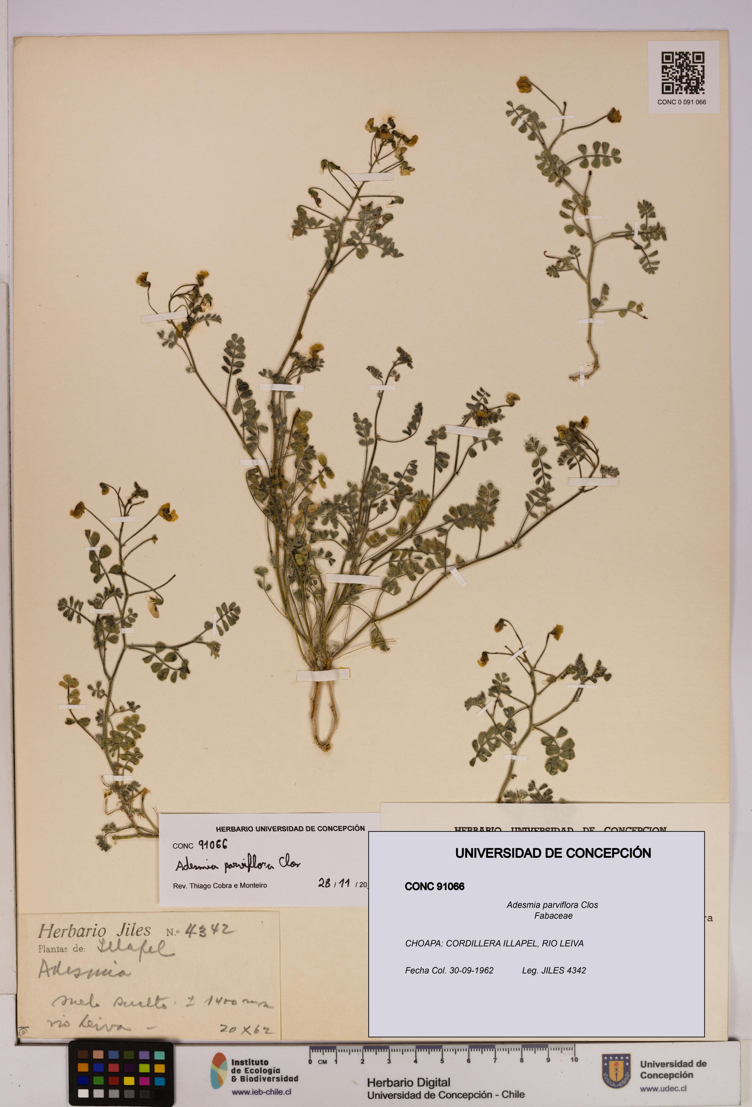Adesmia parviflora [Espécimen: ]