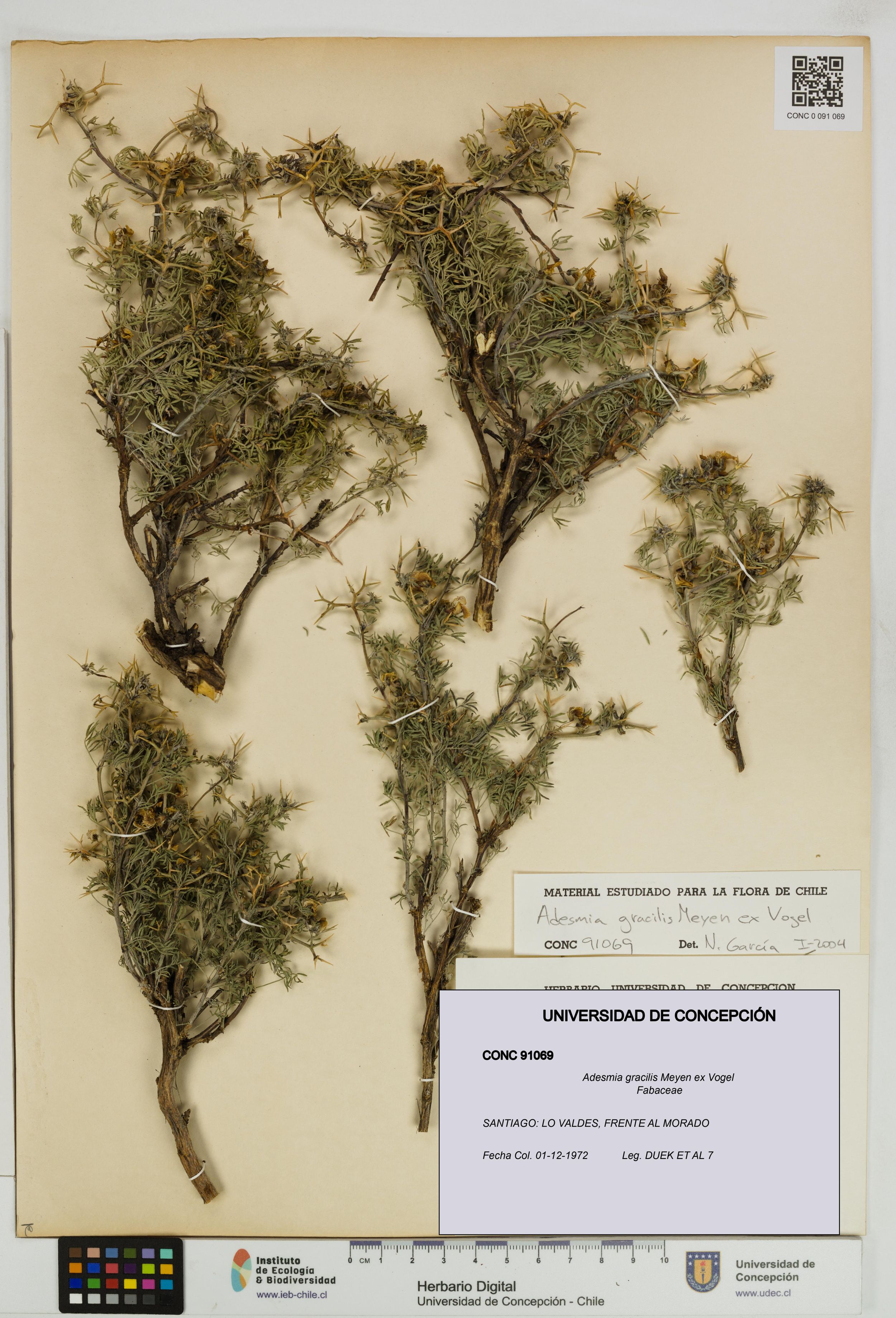 Adesmia gracilis [Espécimen: ]