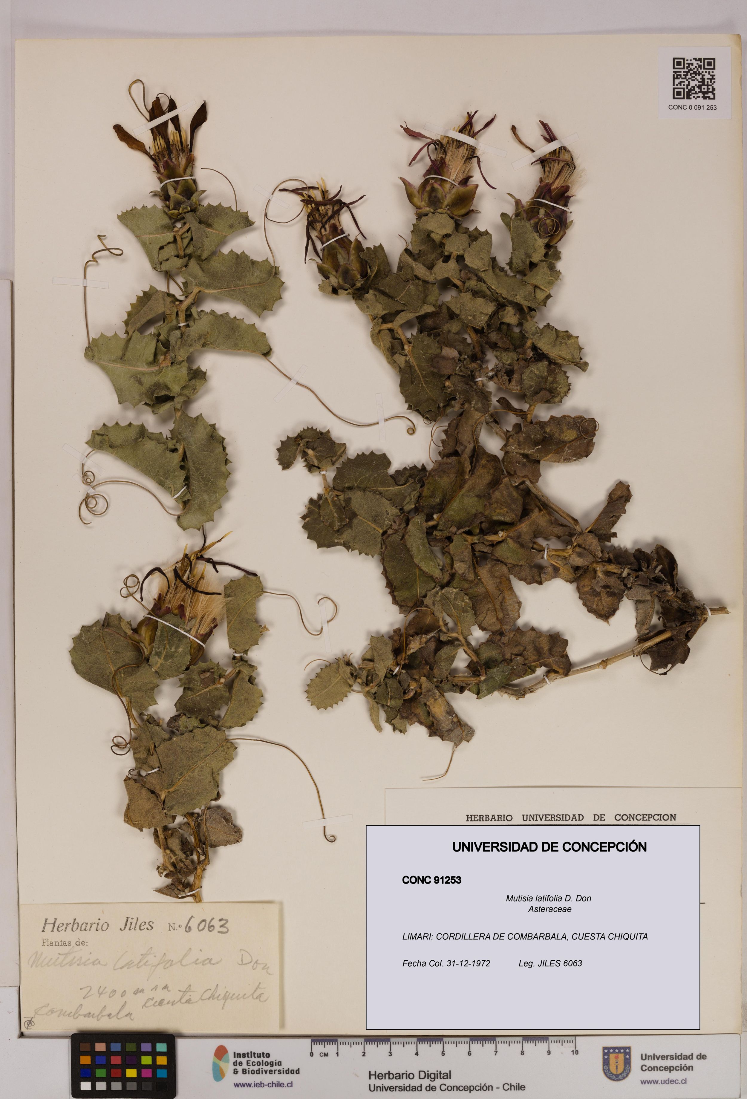 Mutisia latifolia [Espécimen: ]