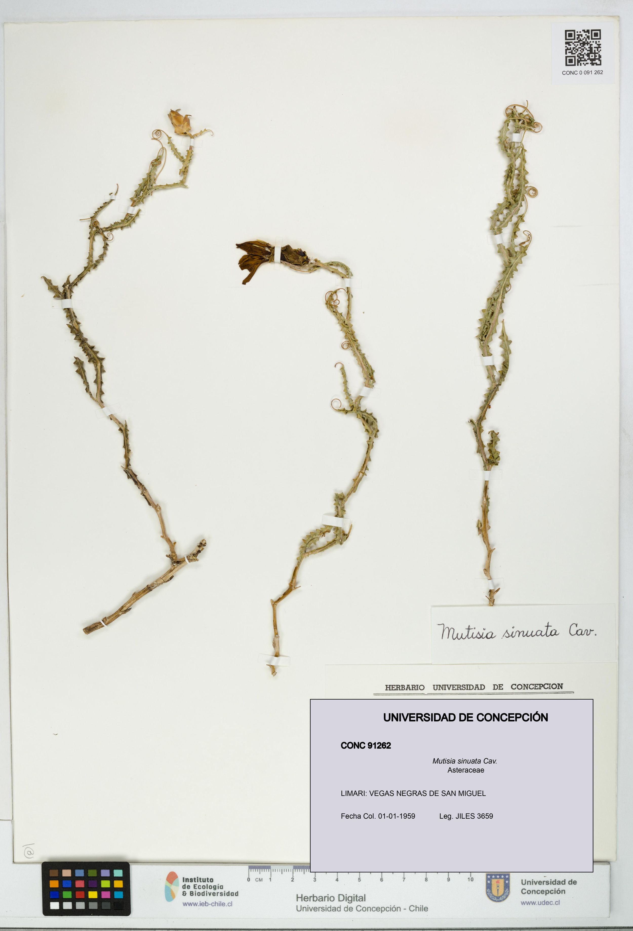 Mutisia sinuata [Espécimen: ]