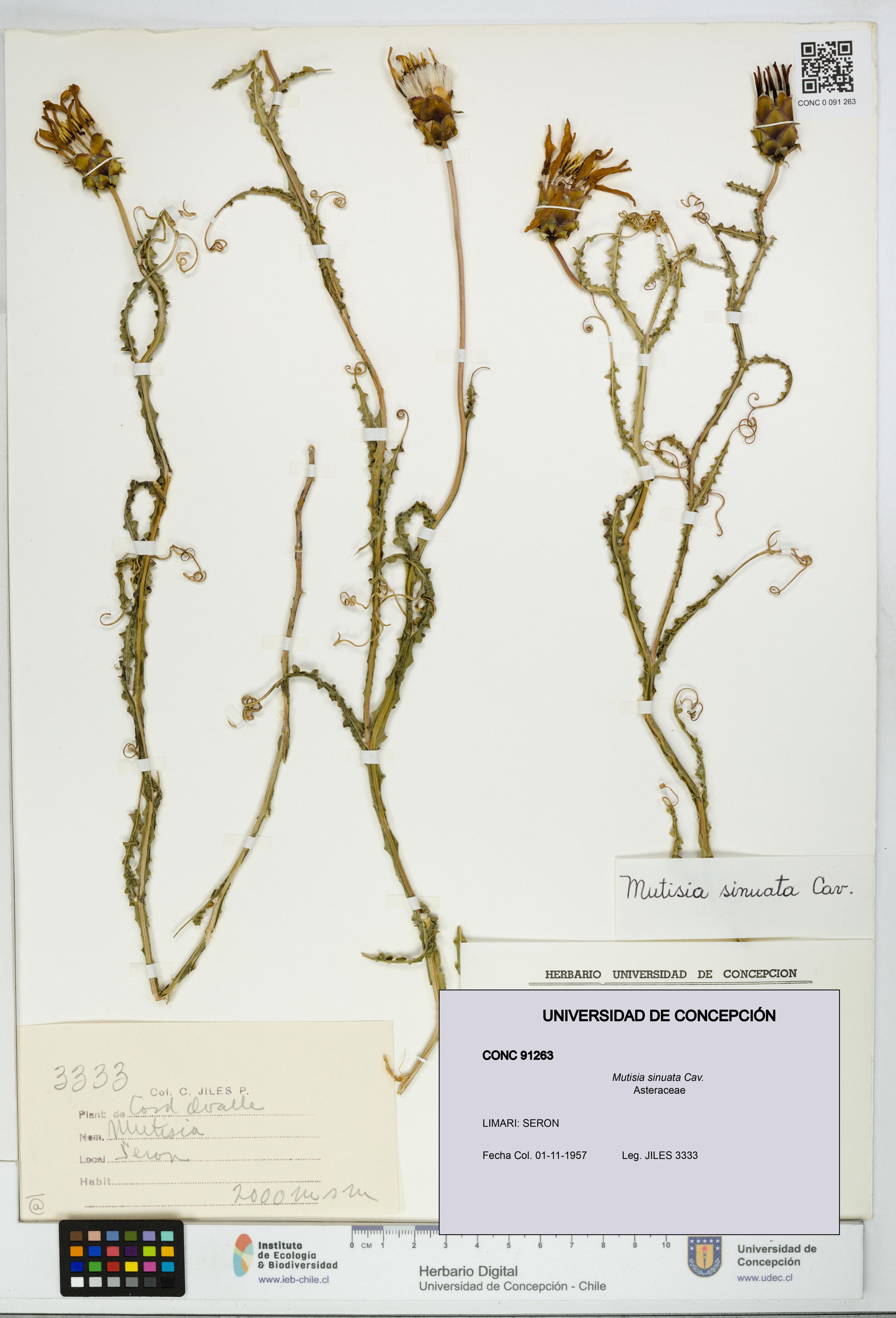 Mutisia sinuata [Espécimen: ]