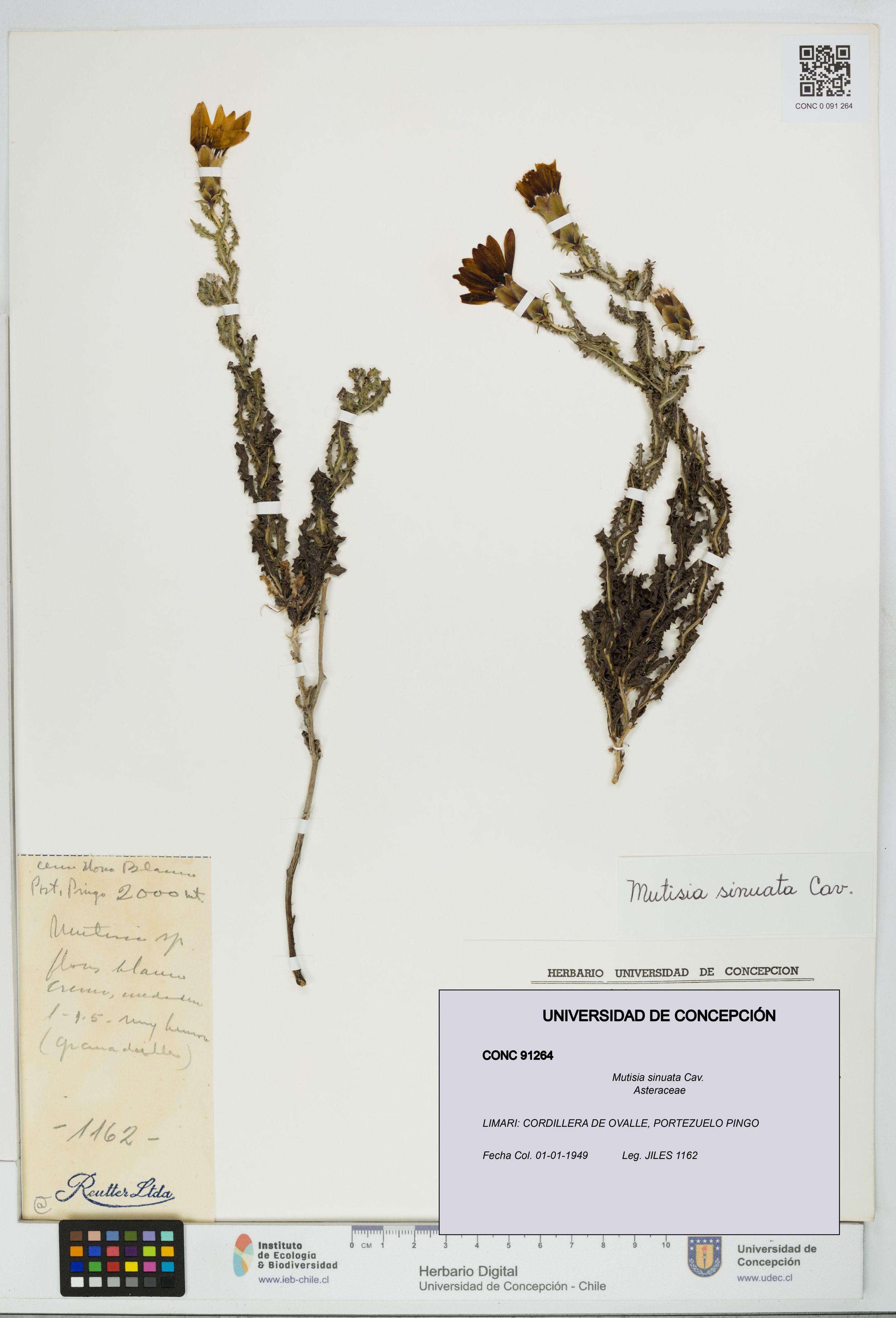 Mutisia sinuata [Espécimen: ]