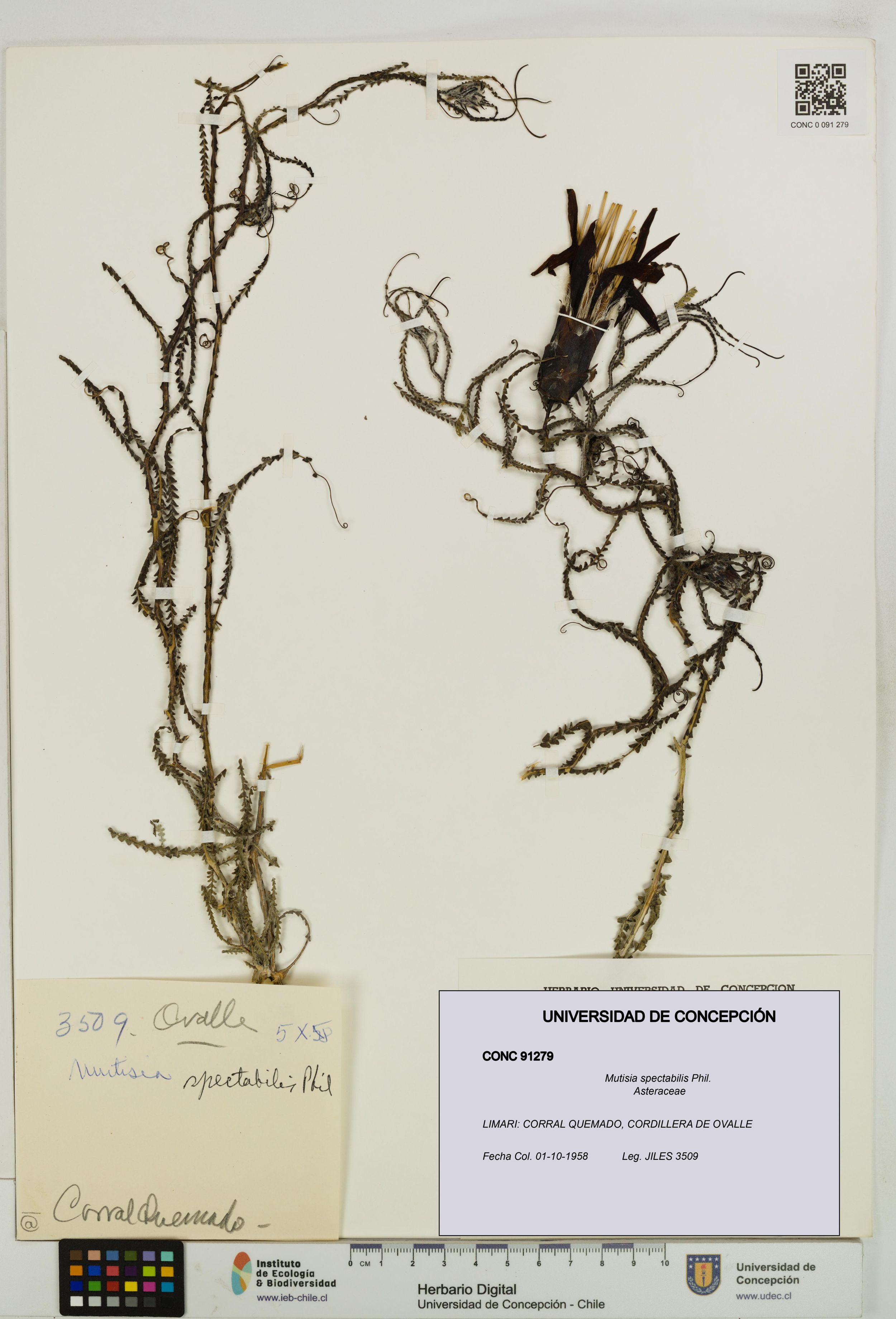 Mutisia spectabilis [Espécimen: ]
