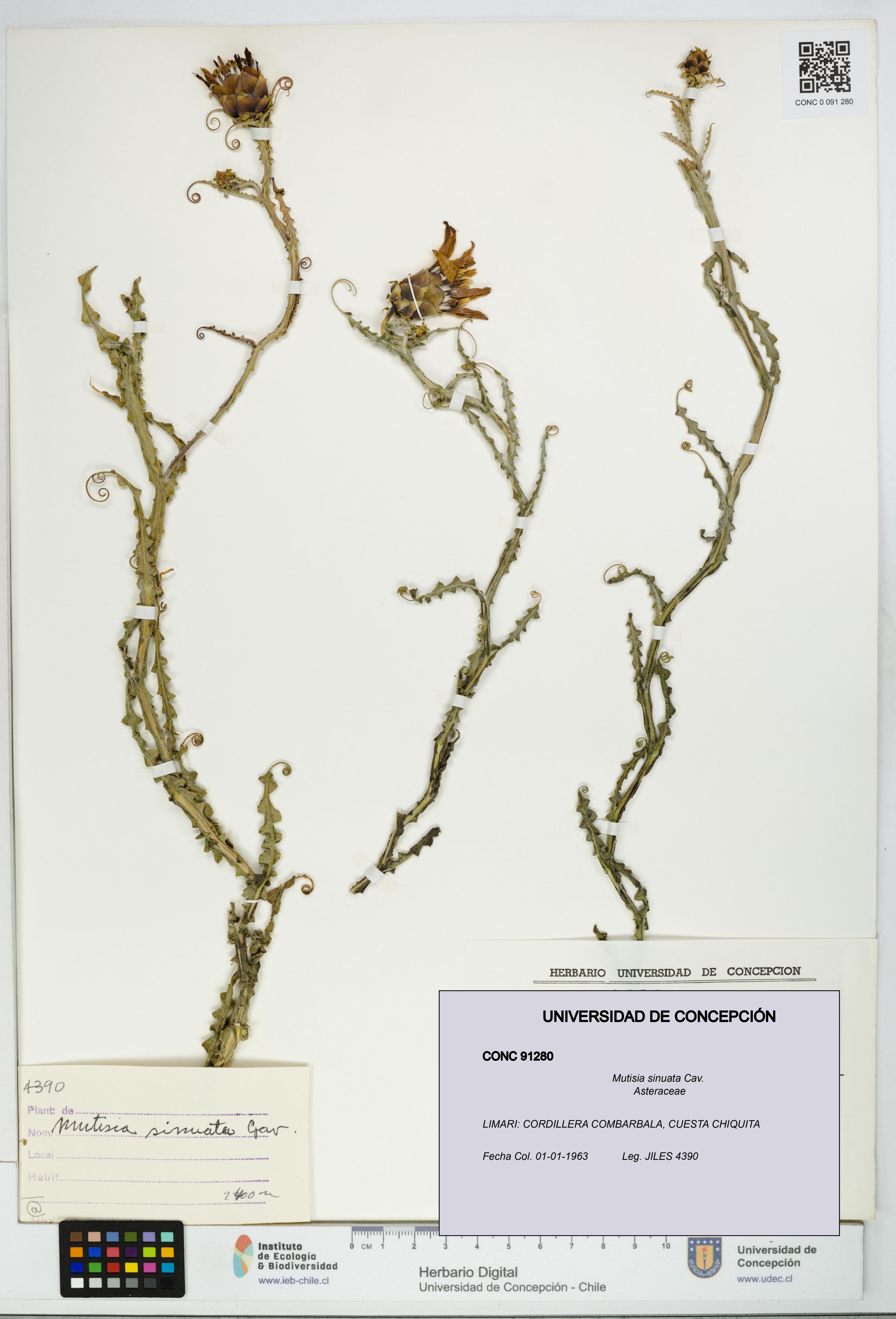 Mutisia sinuata [Espécimen: ]