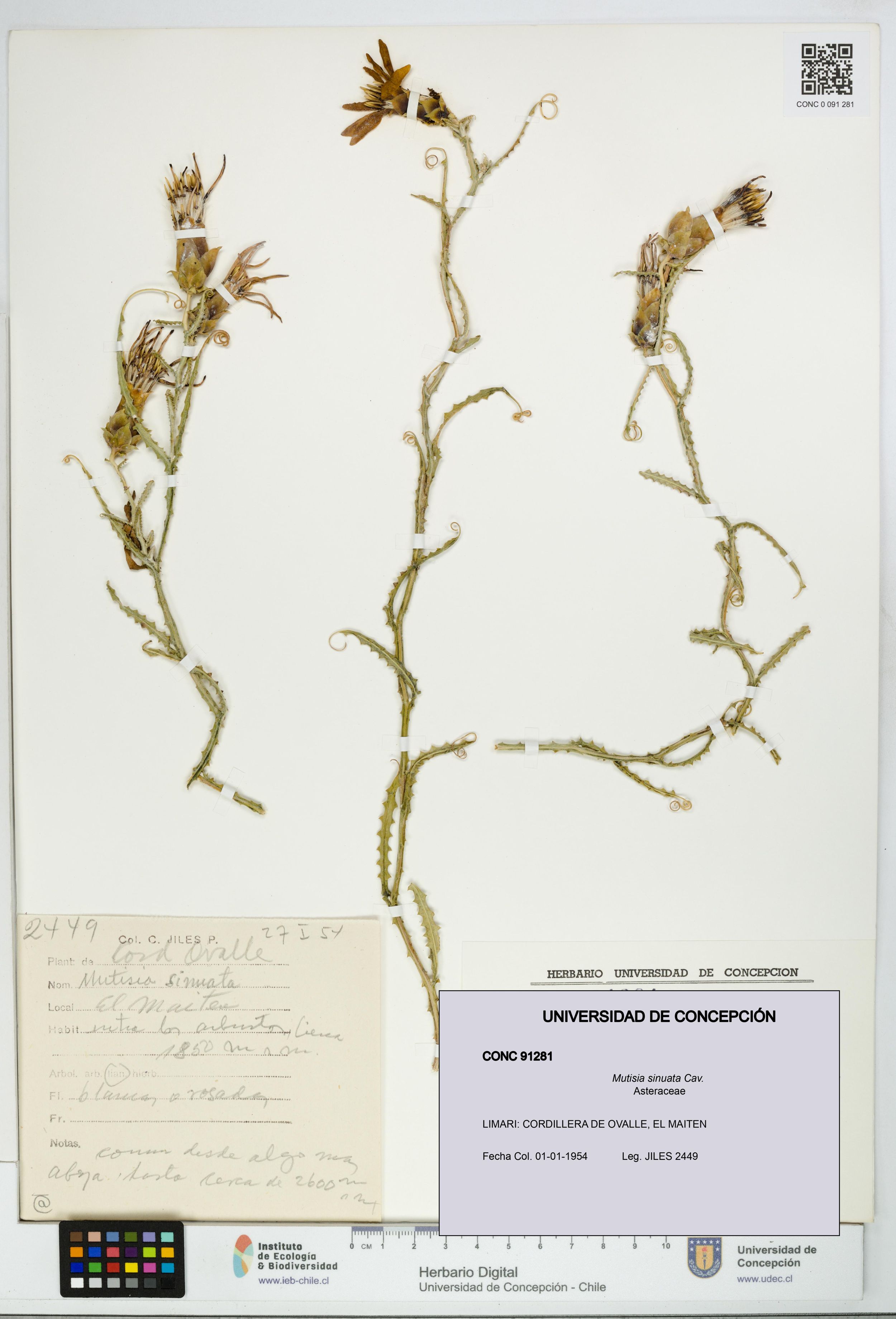 Mutisia sinuata [Espécimen: ]